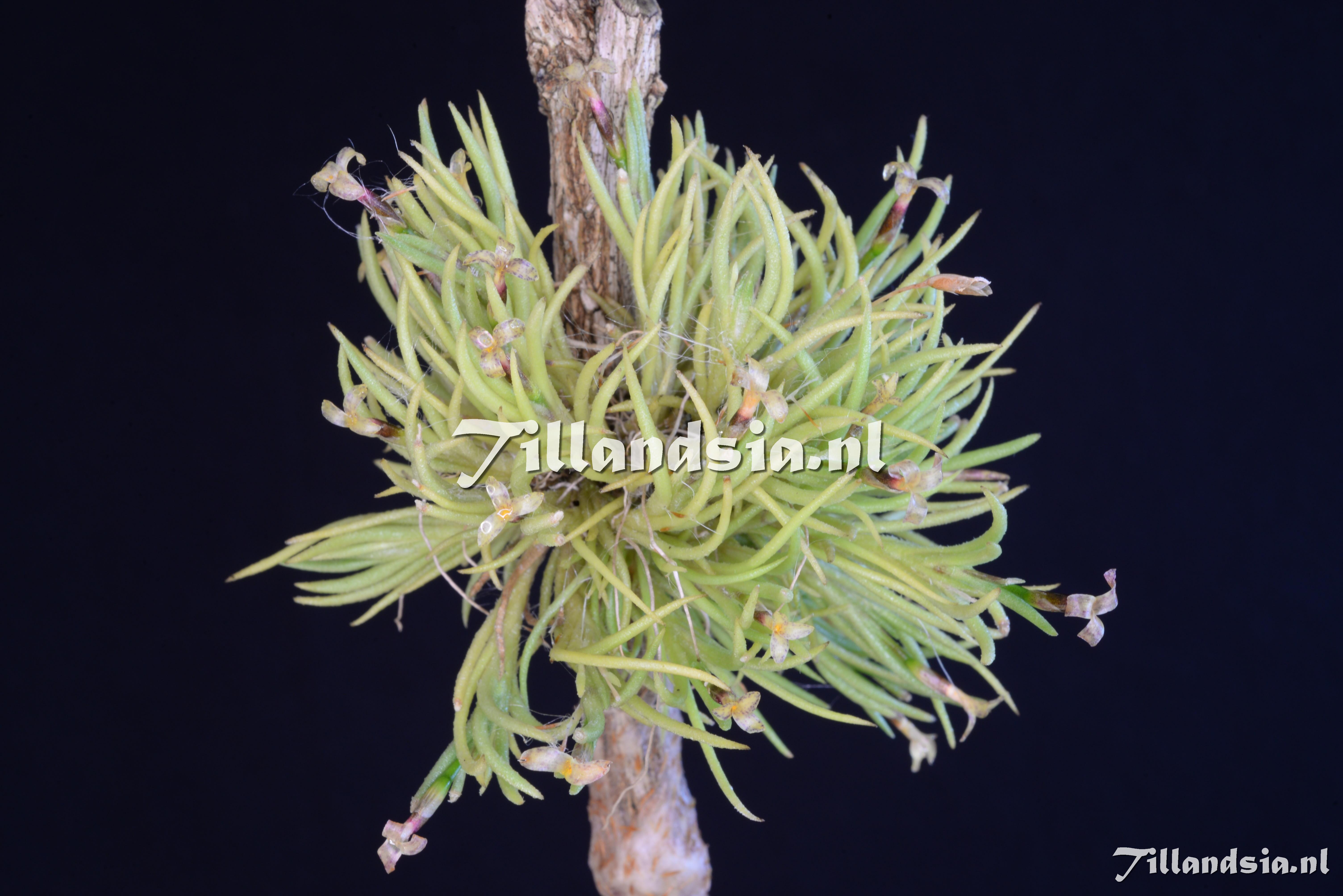 3252 Tillandsia capillaris