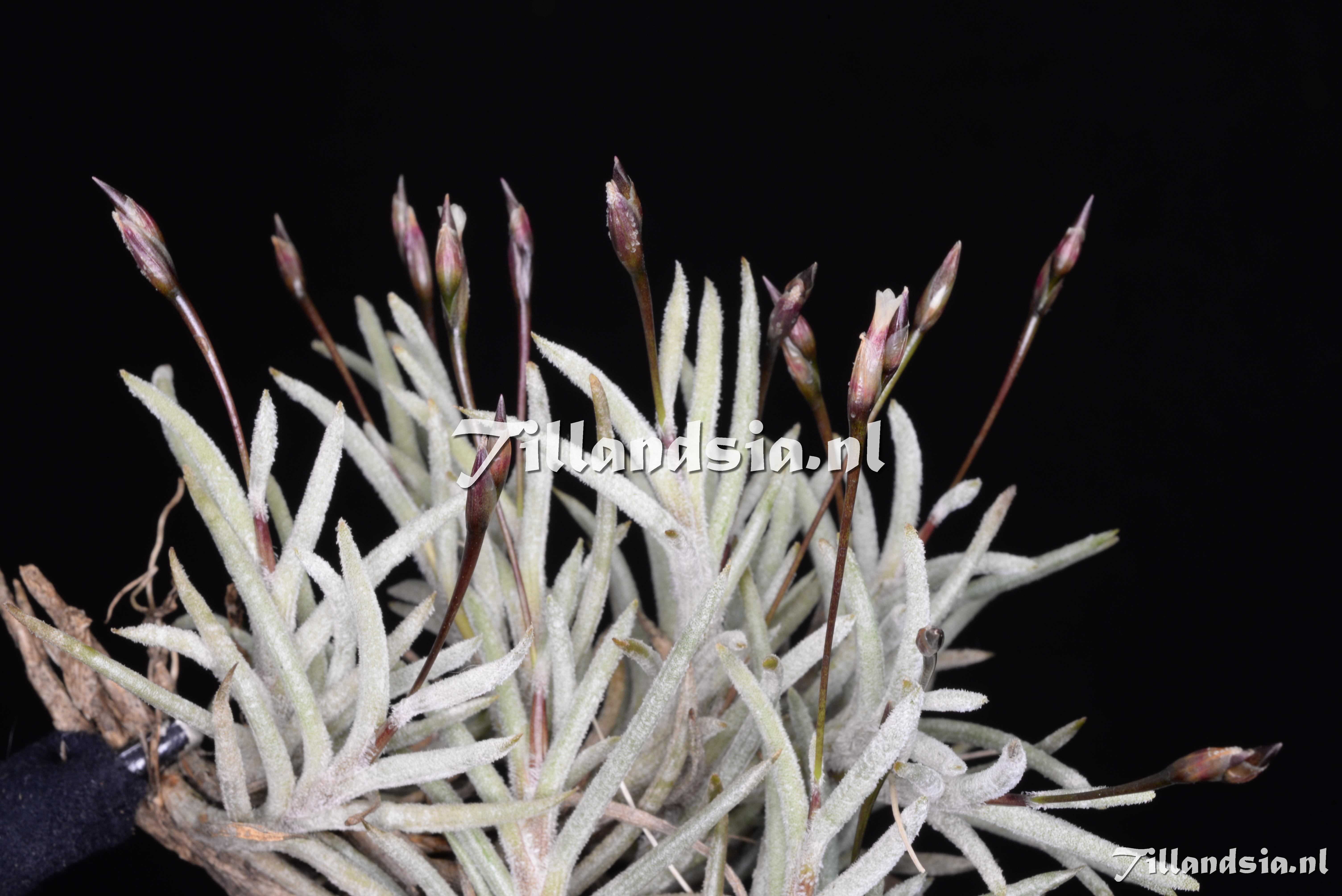 3289 Tillandsia capillaris 