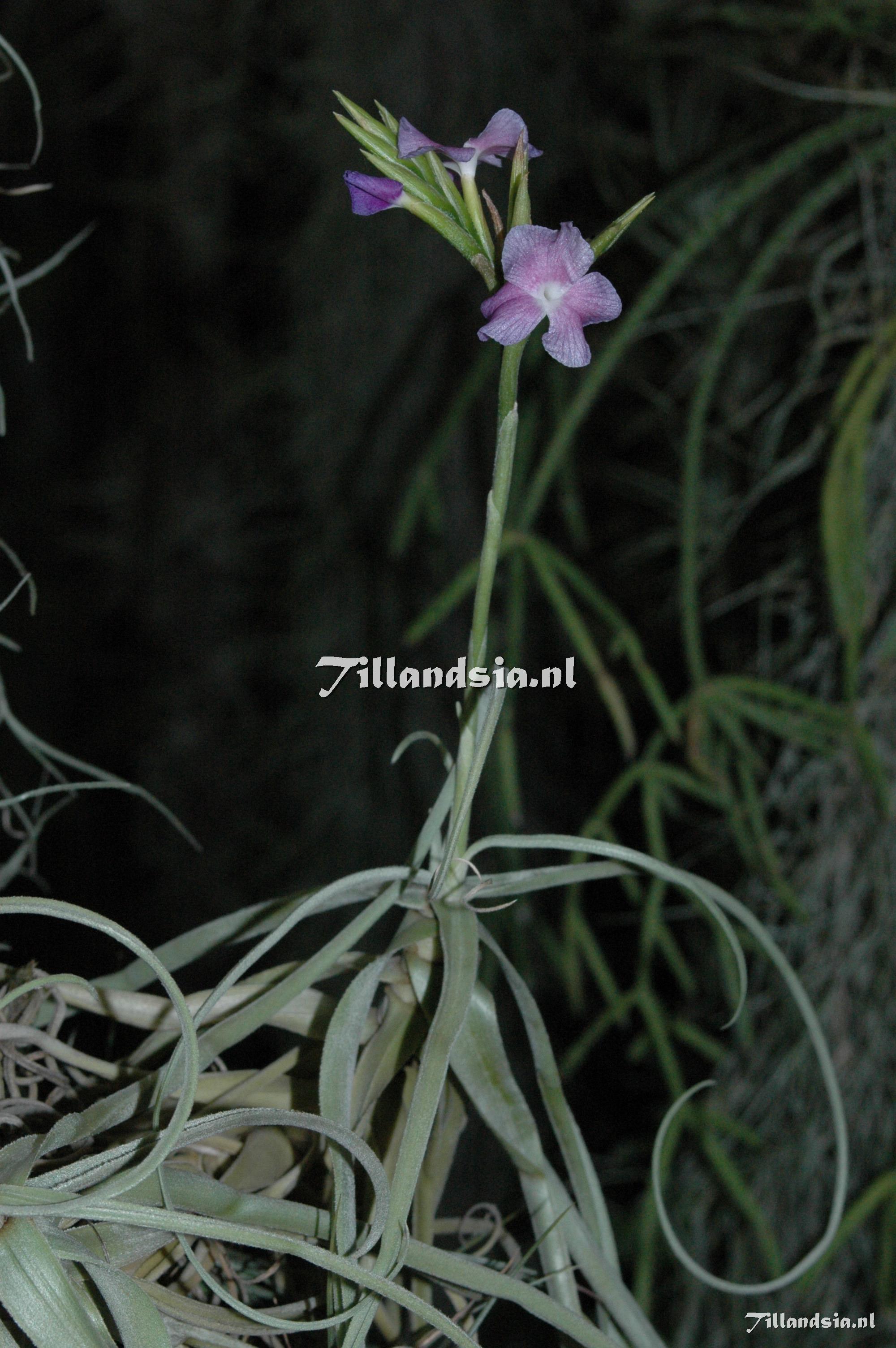 330 Tillandsia streptocarpa