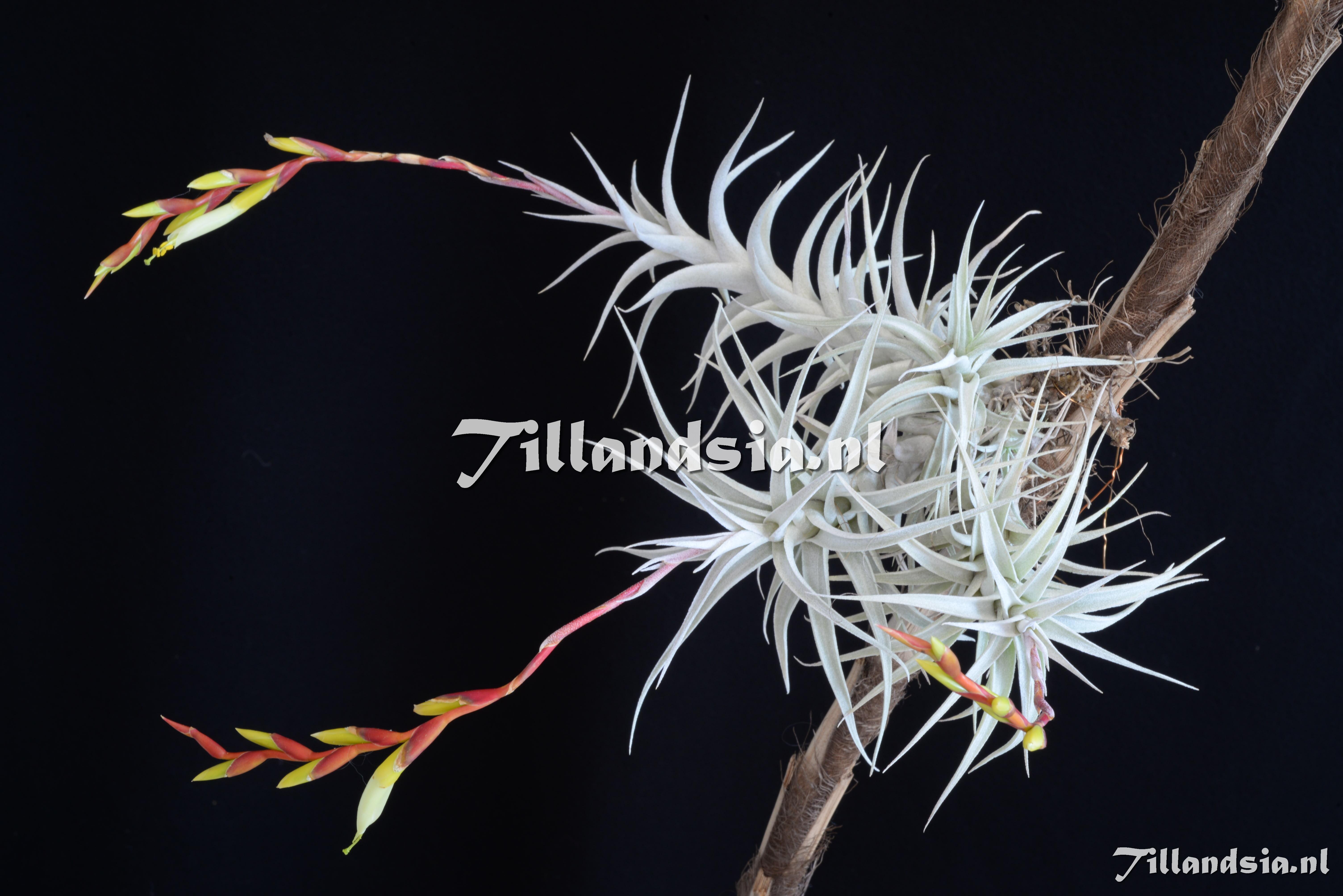 3332 Tillandsia albida