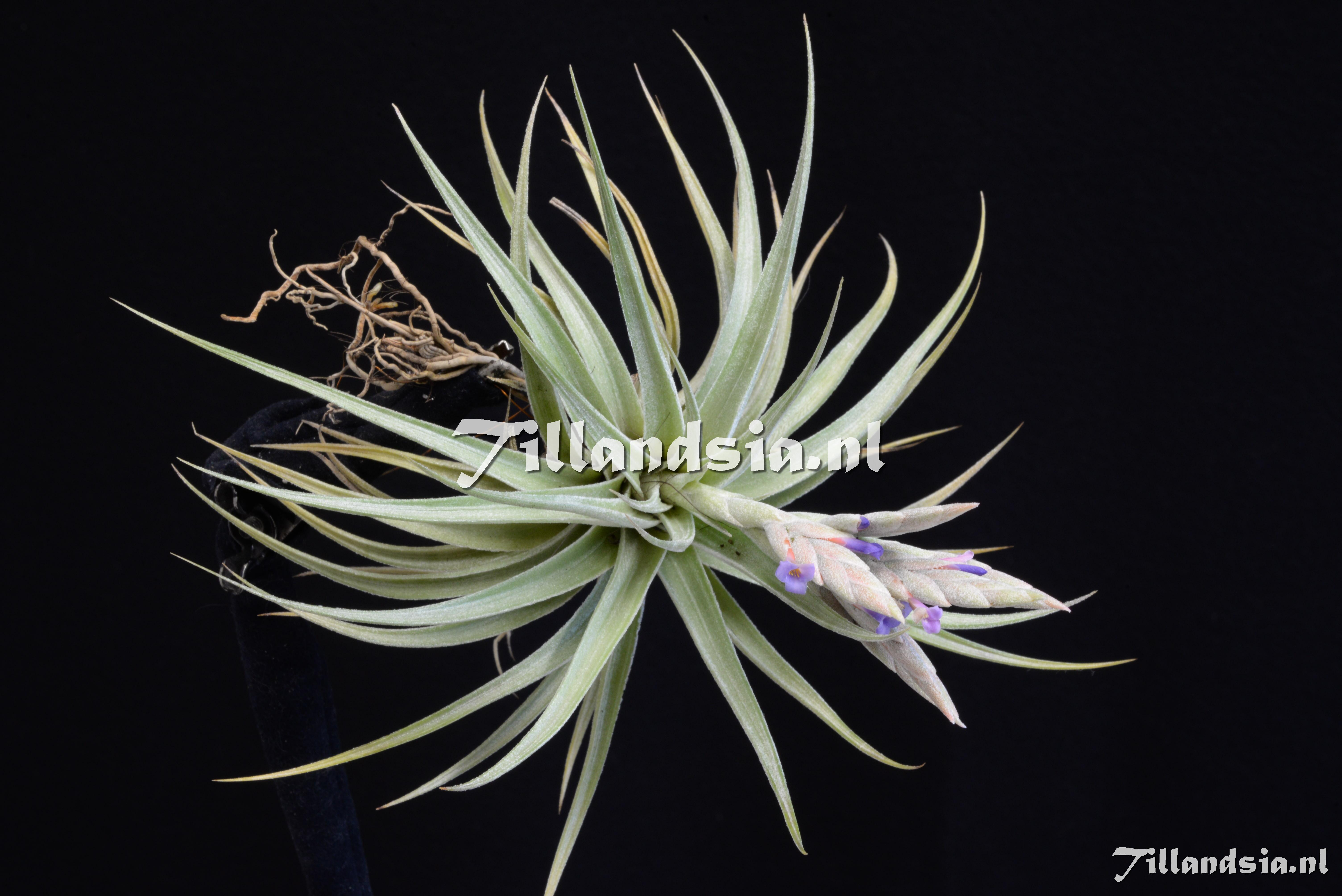3391 Tillandsia comarapaensis