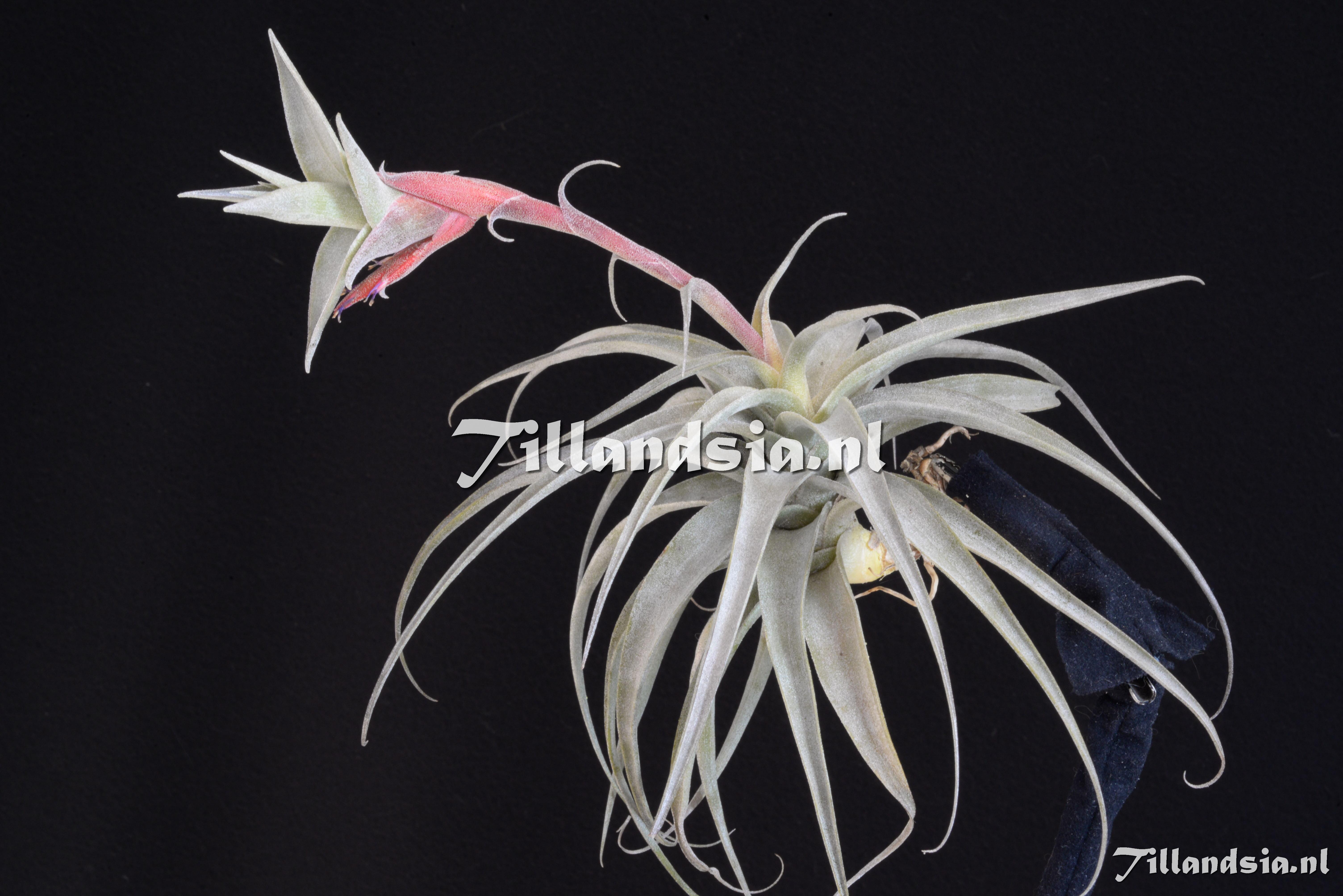 3491 Tillandsia latifolia vivipara
