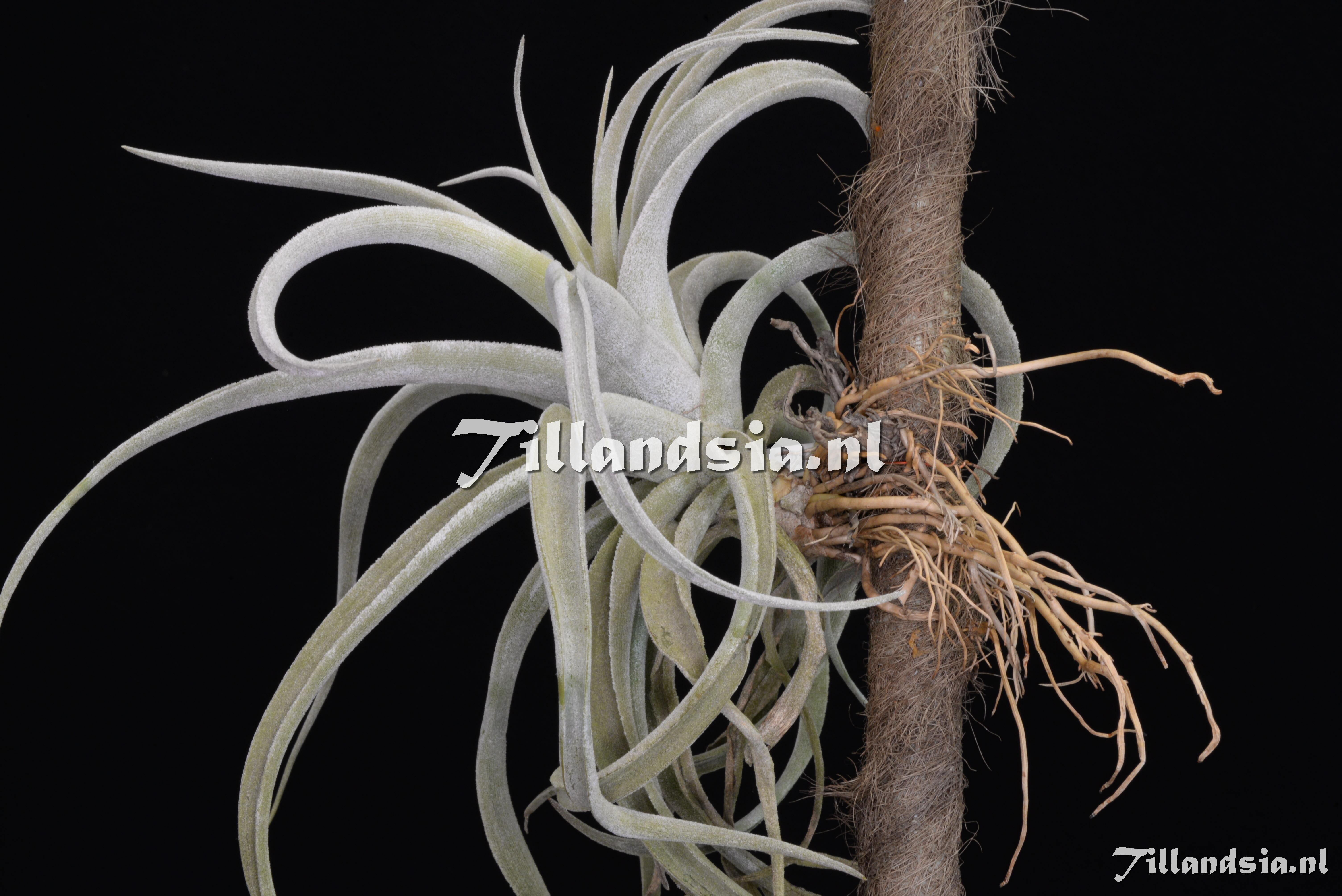 3496 Tillandsia latifolia var leucophylla