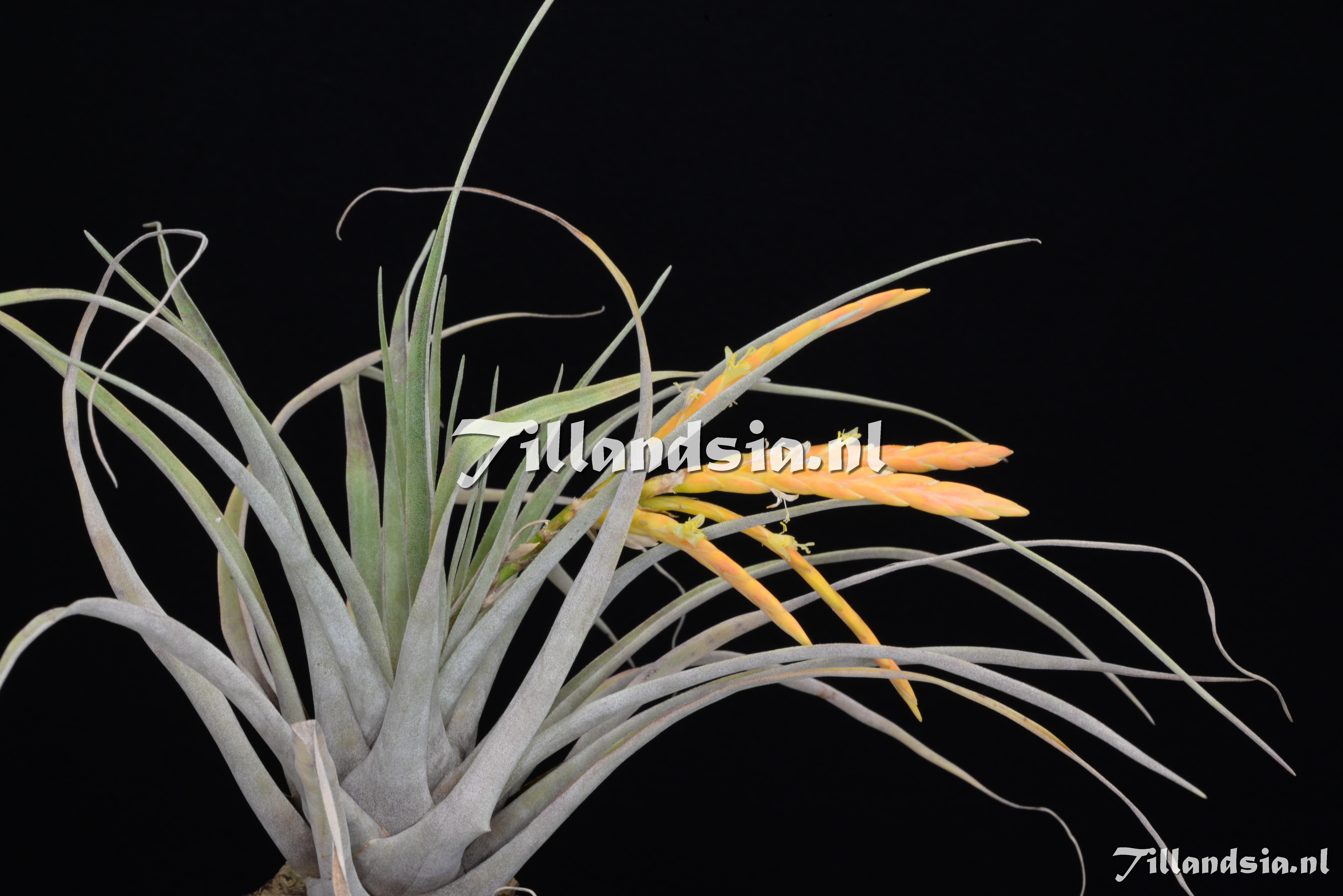 3512 Tillandsia barthlottii