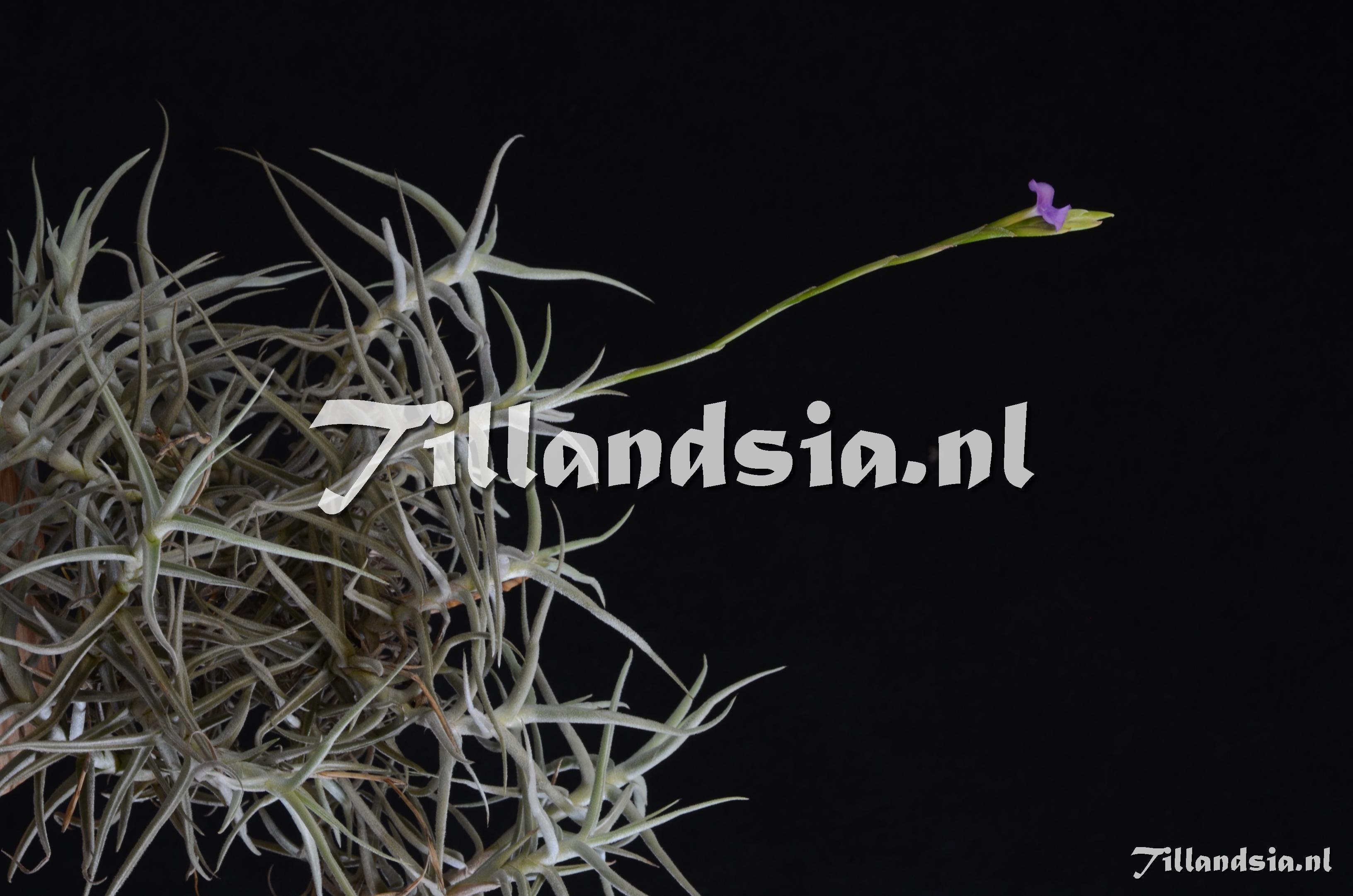 369 Tillandsia paleacea