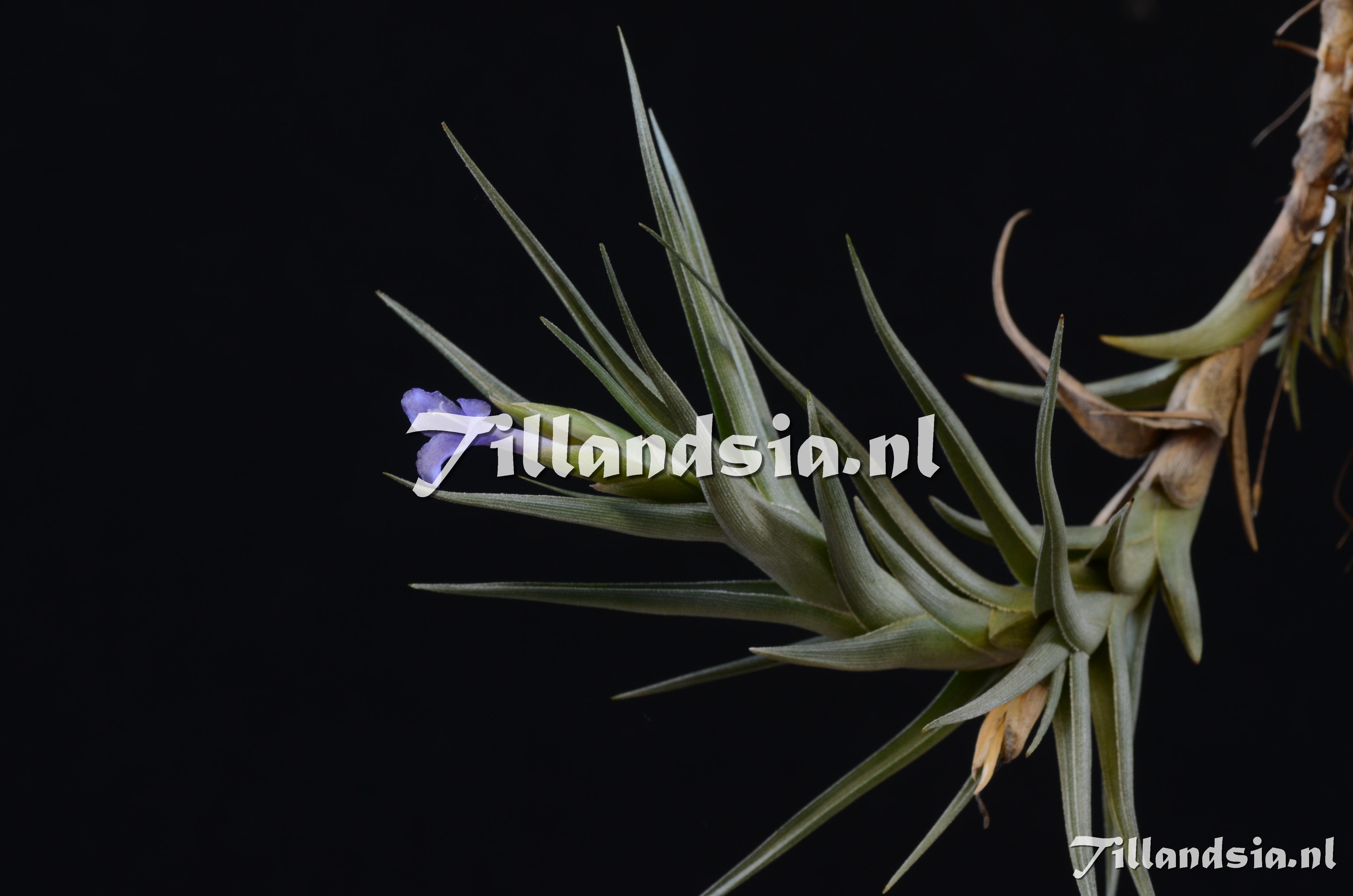 372 Tillandsia gerdae