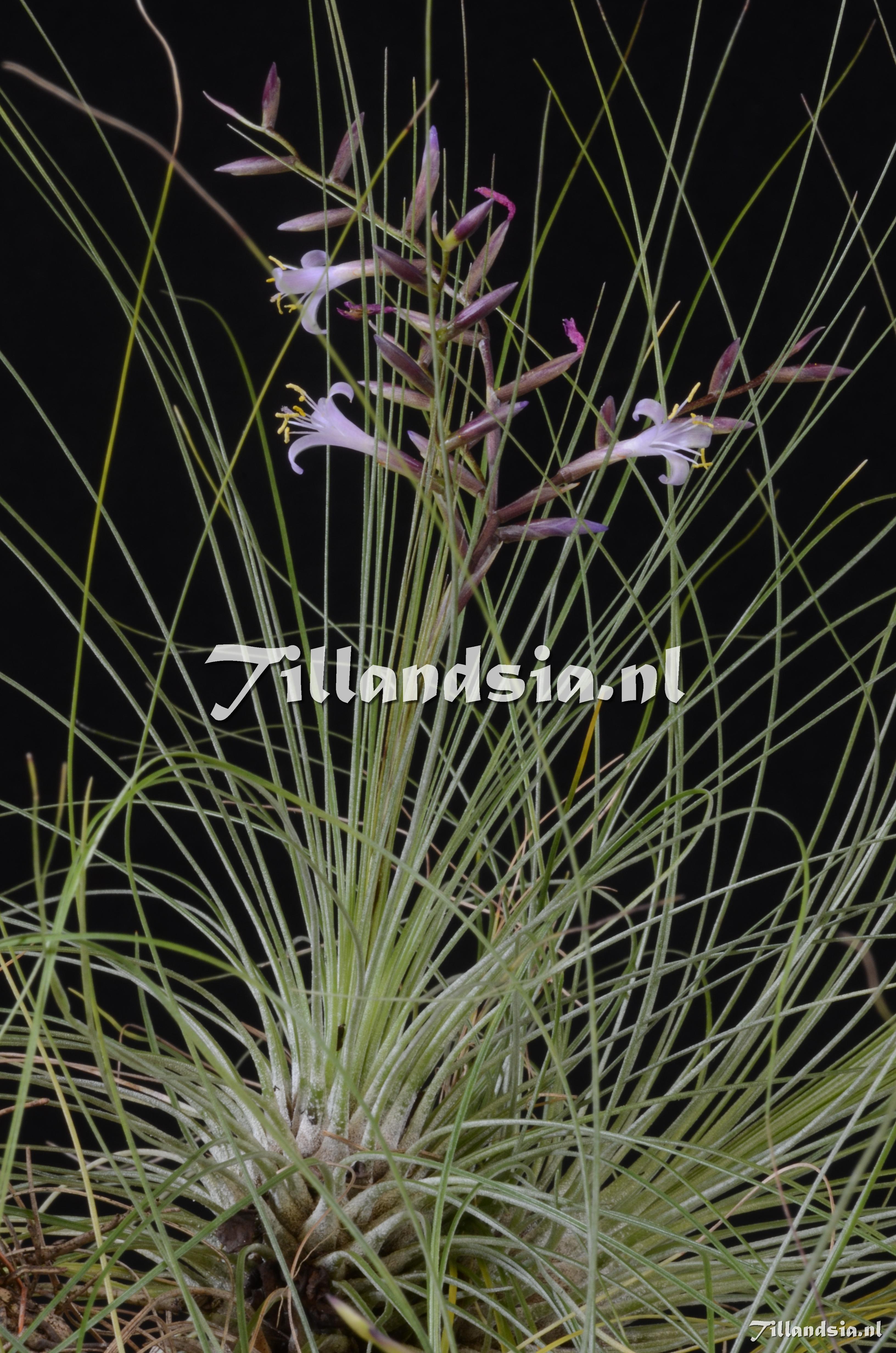 399 Tillandsia filifolia
