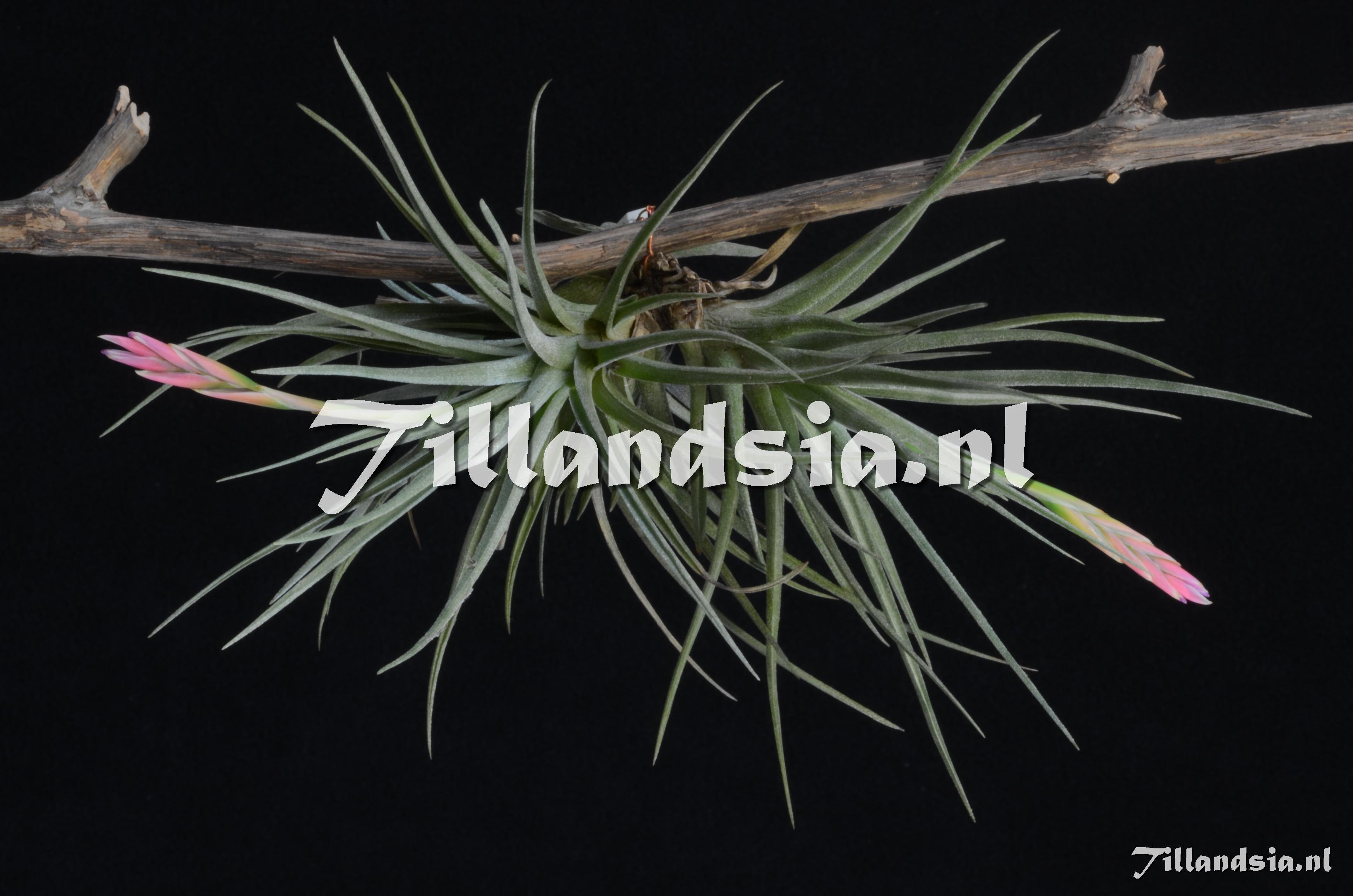 418 Tillandsia pfeufferi