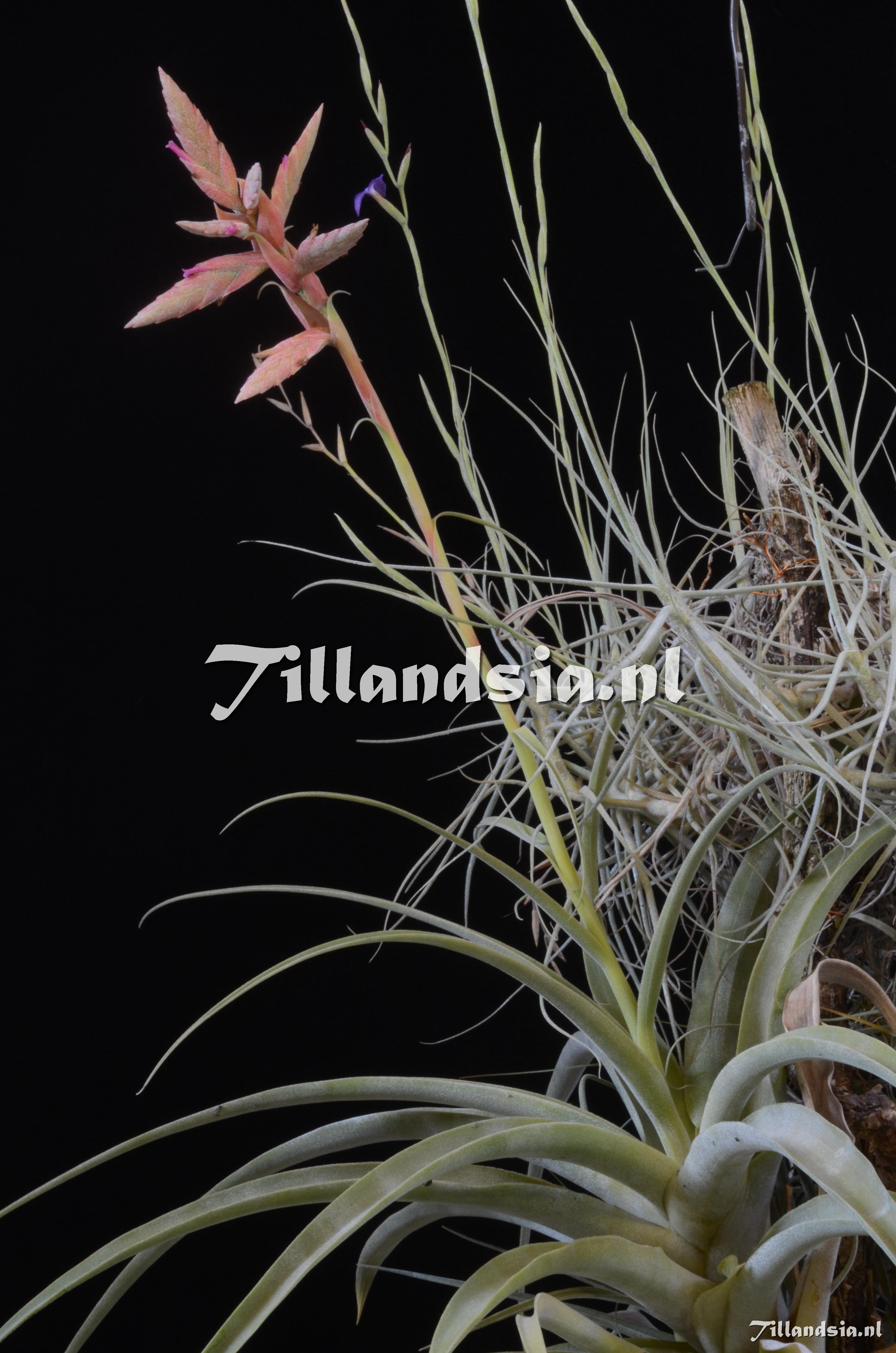 425 Tillandsia latifolia