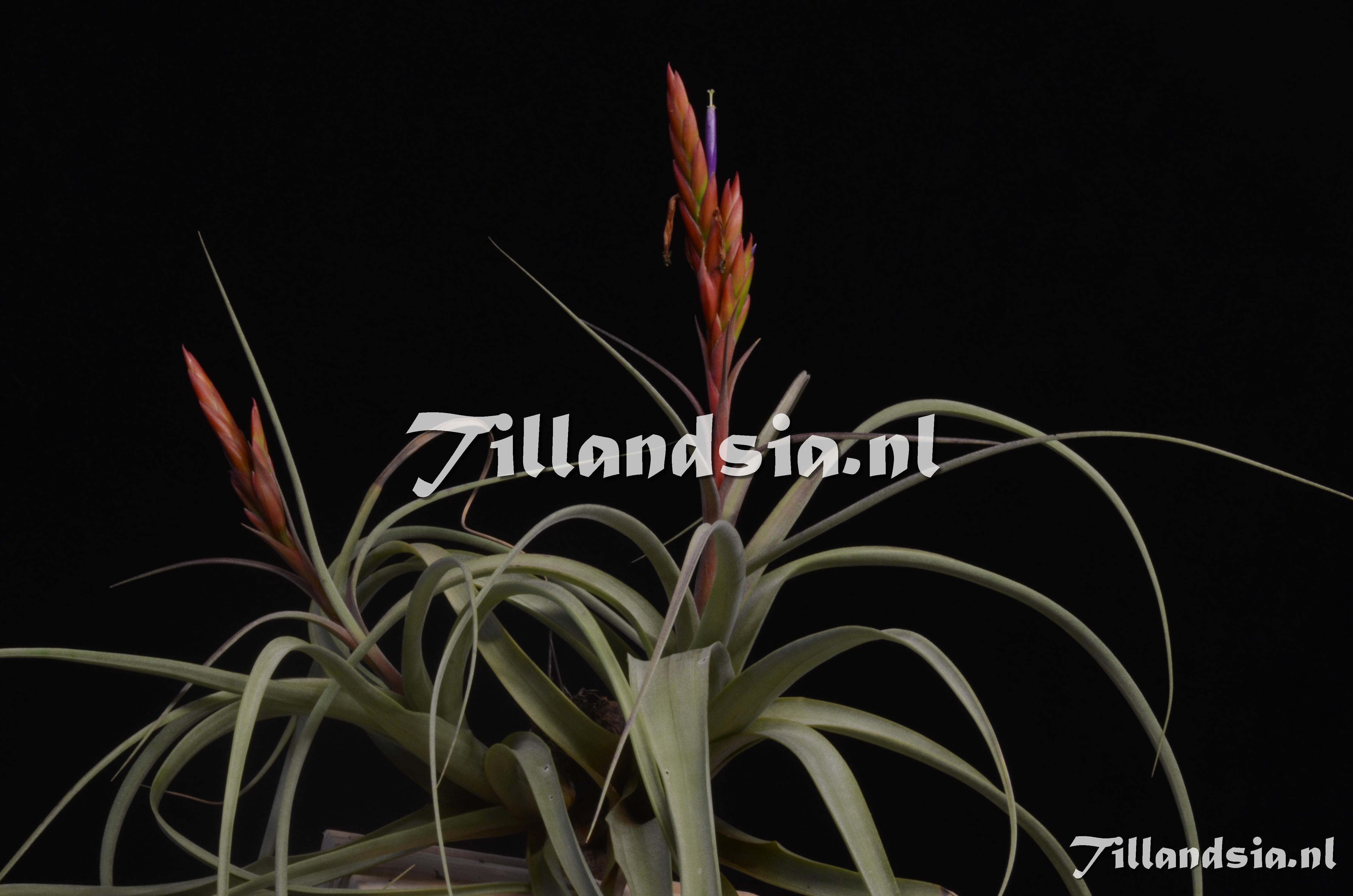 473 Tillandsia polystachia