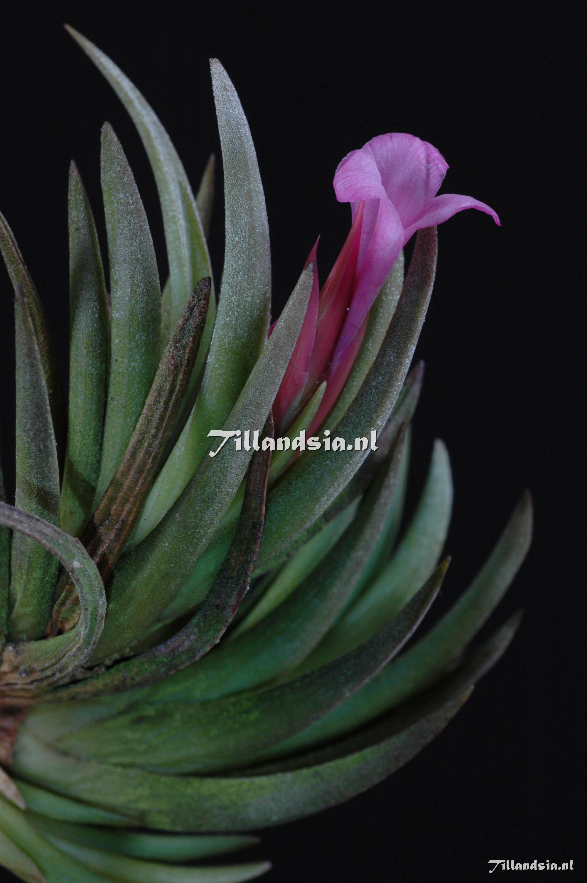 50 Tillandsia argentina var. argentina