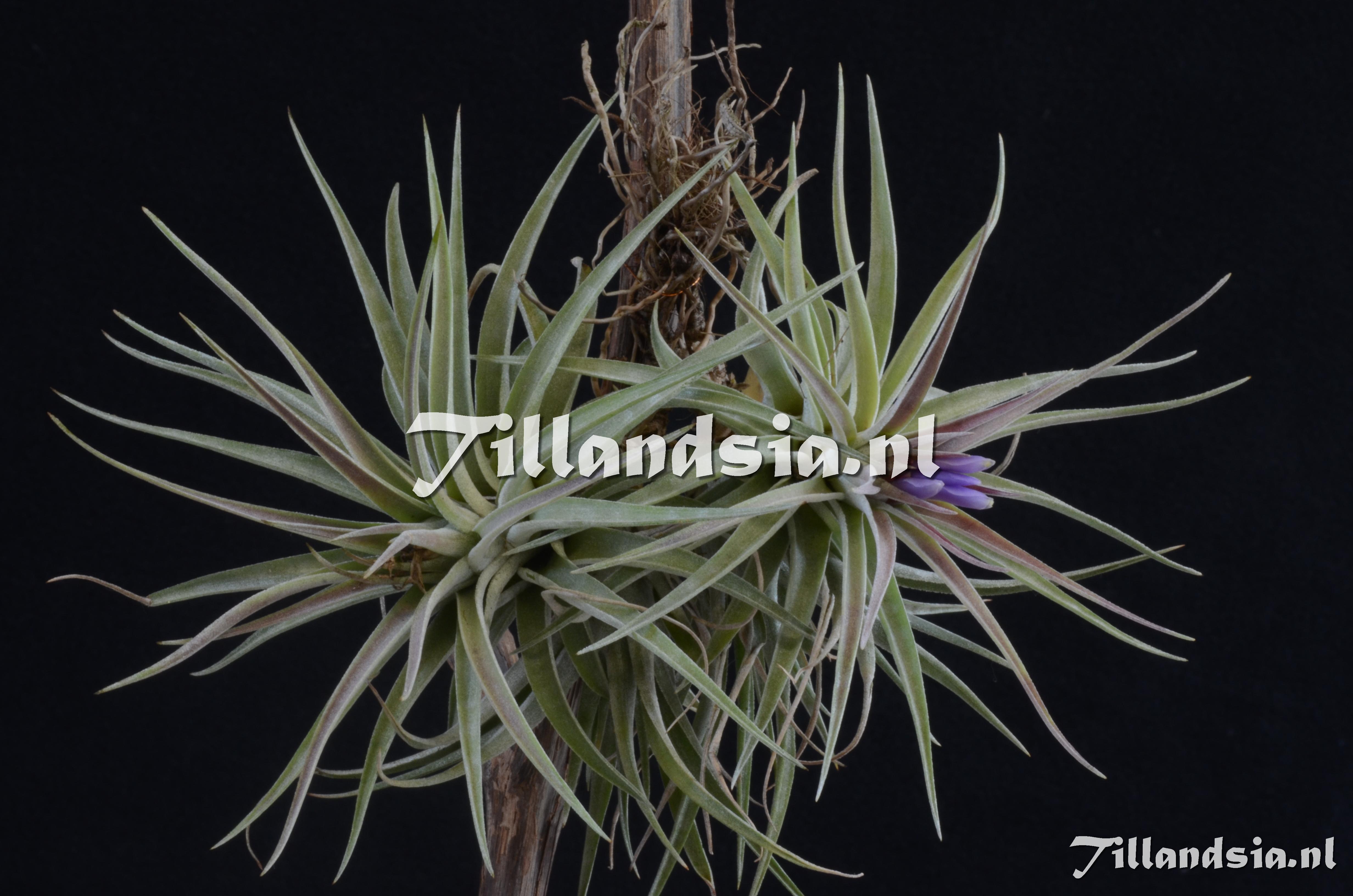 506 Tillandsia kammii