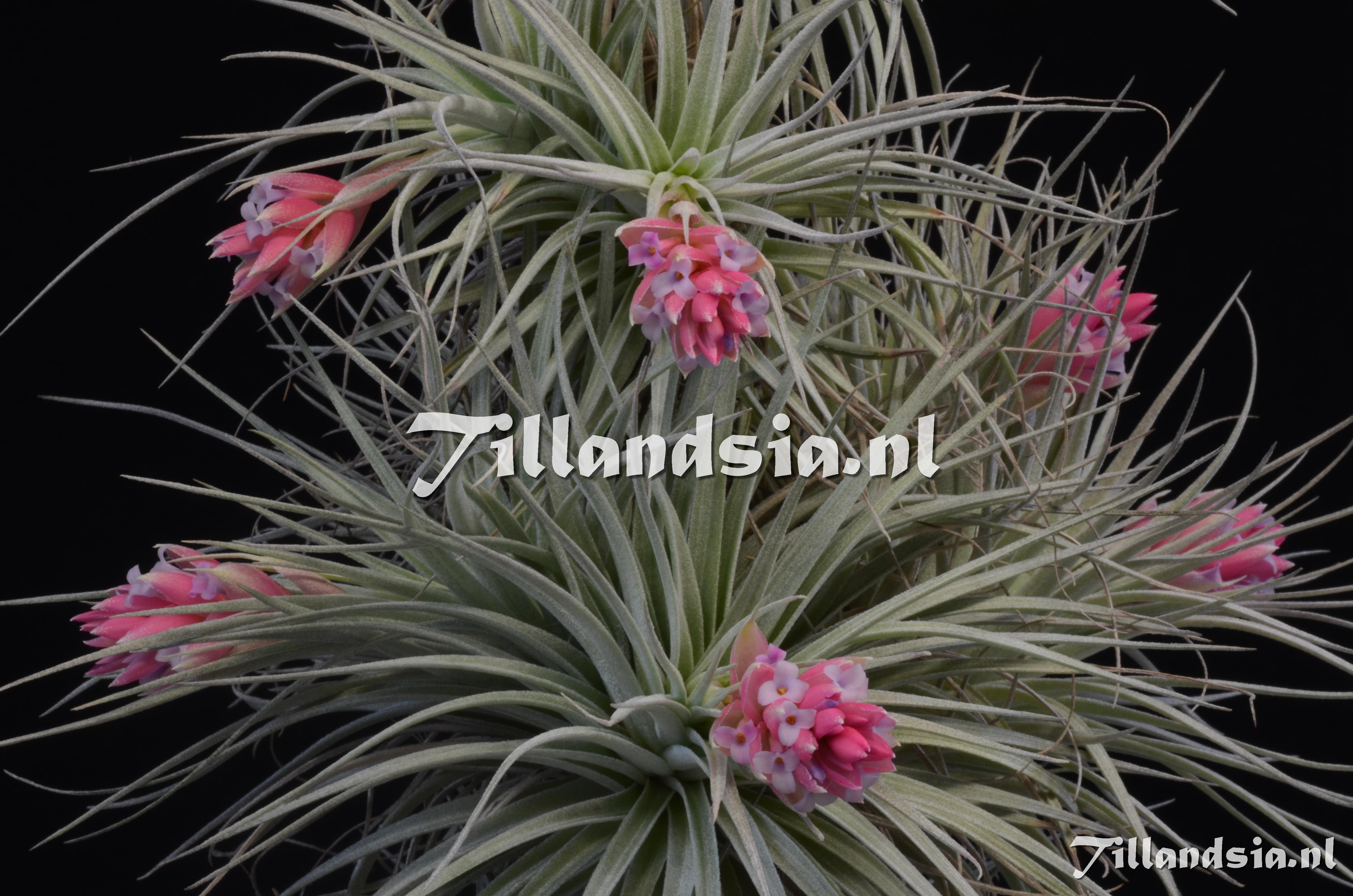 559 Tillandsia cf. stricta