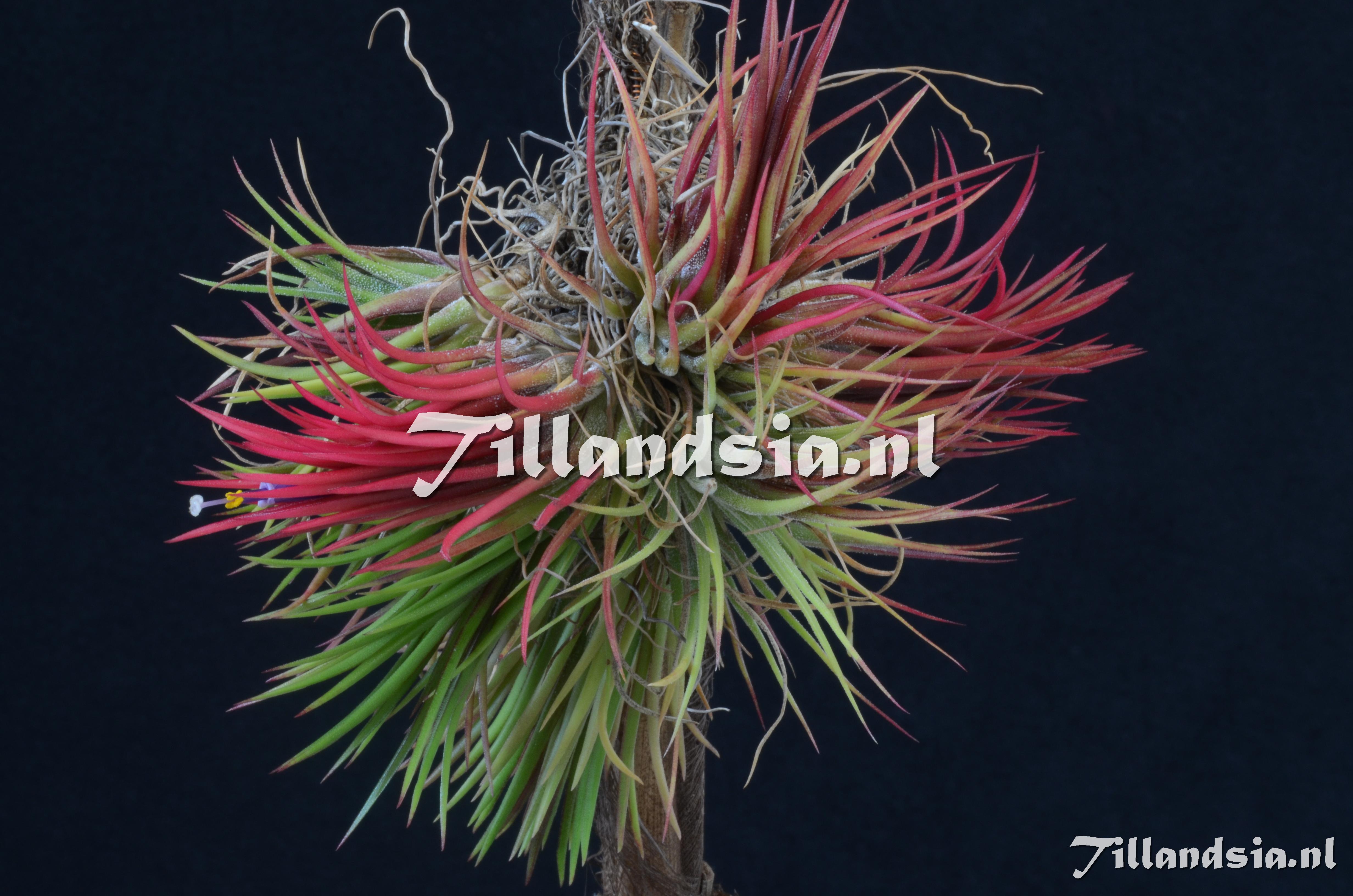 570 Tillandsia ionantha 