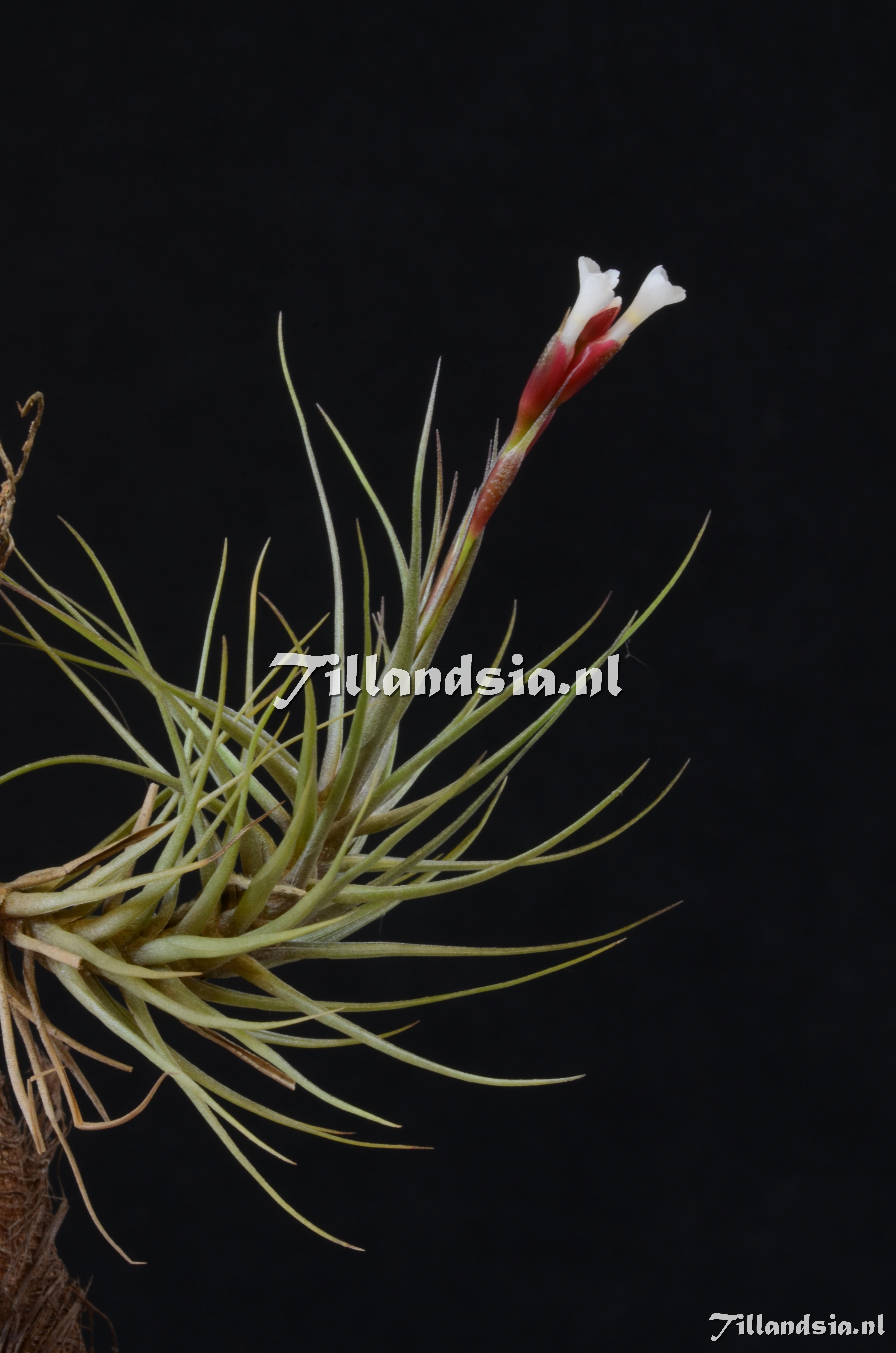580 Tillandsia pardoi var. vinacea