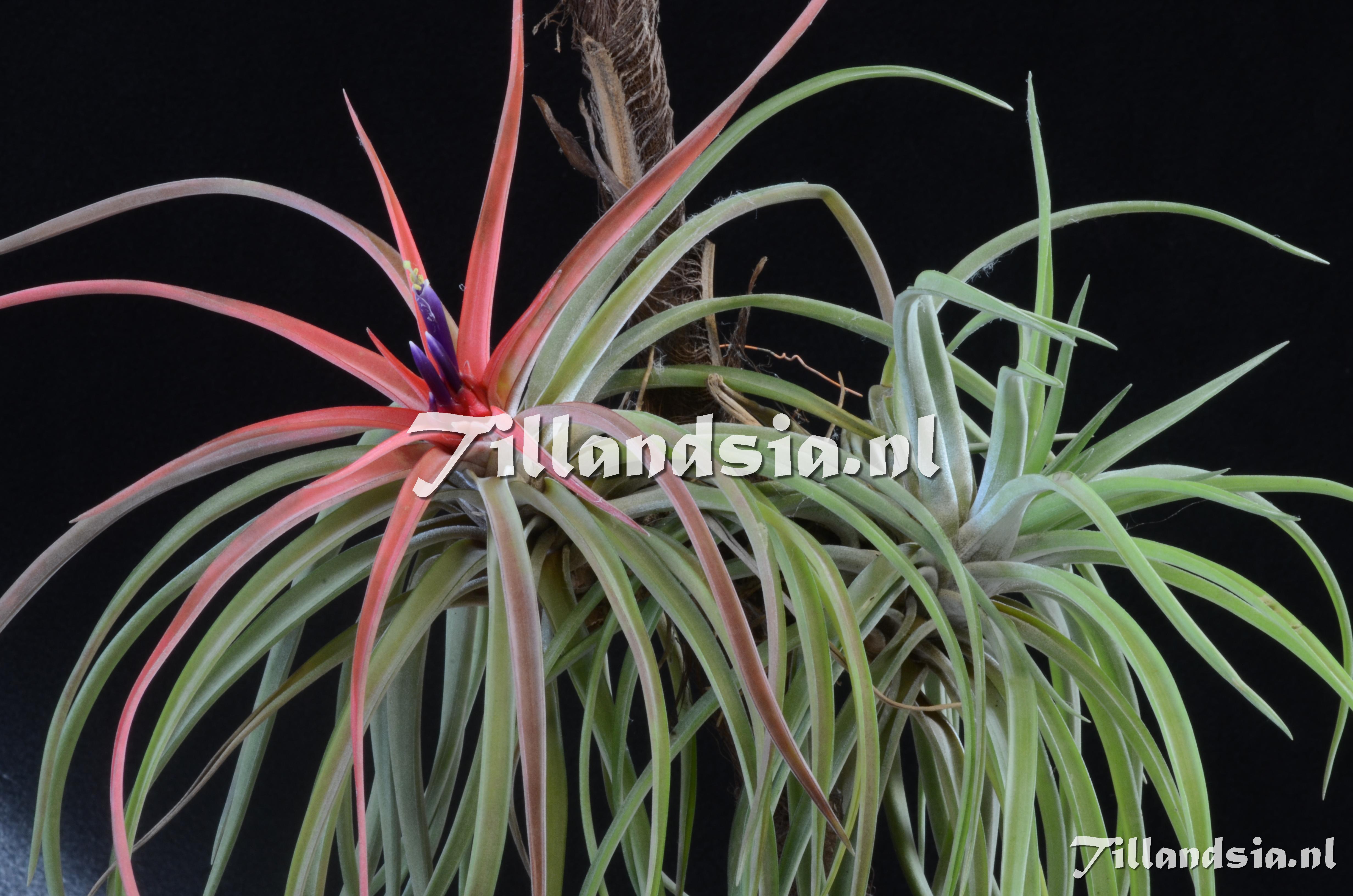 605 Tillandsia velutina
