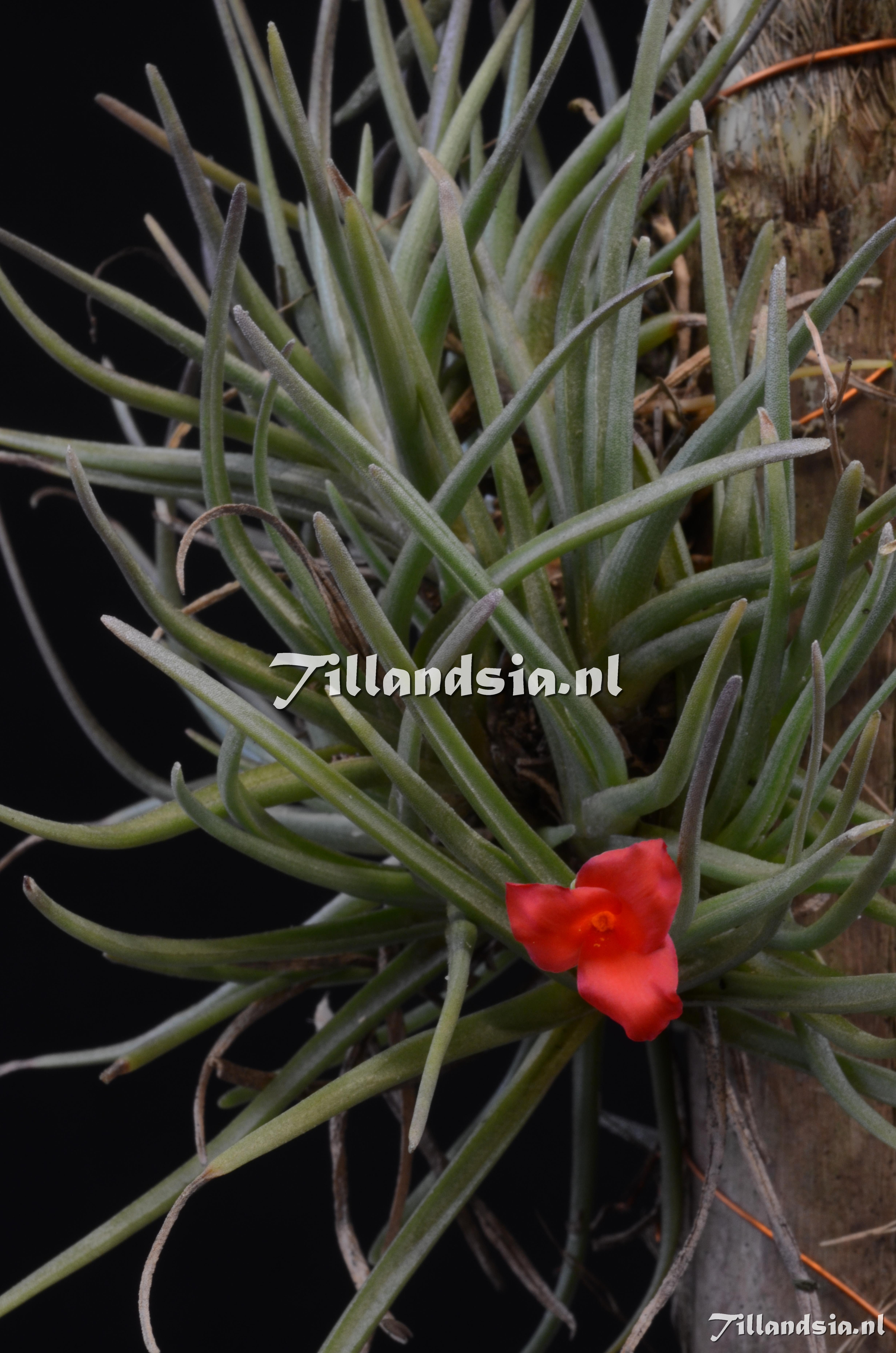 617 Tillandsia albertiana (giant)
