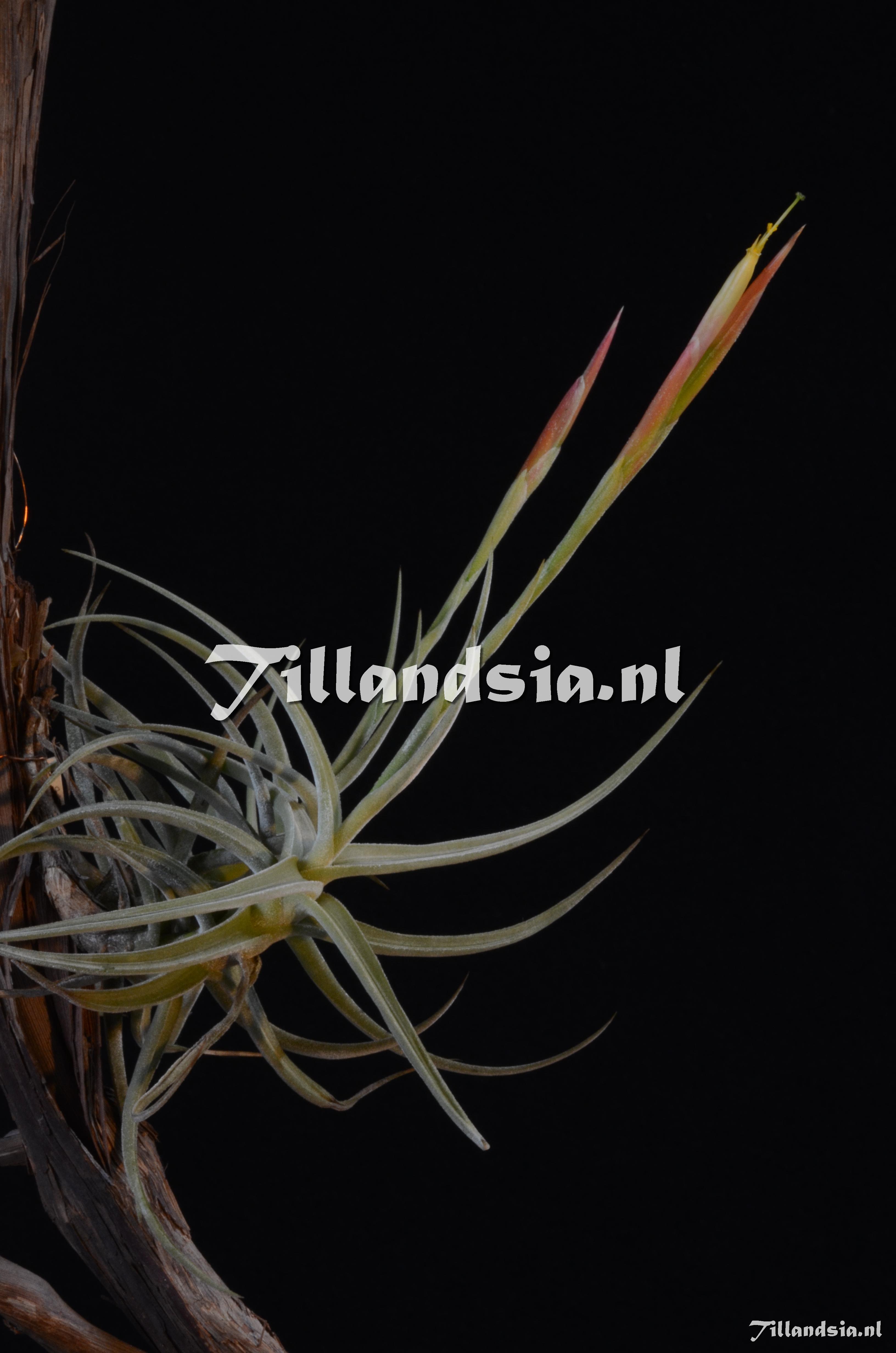63 Tillandsia schiedeana var totolapanensis