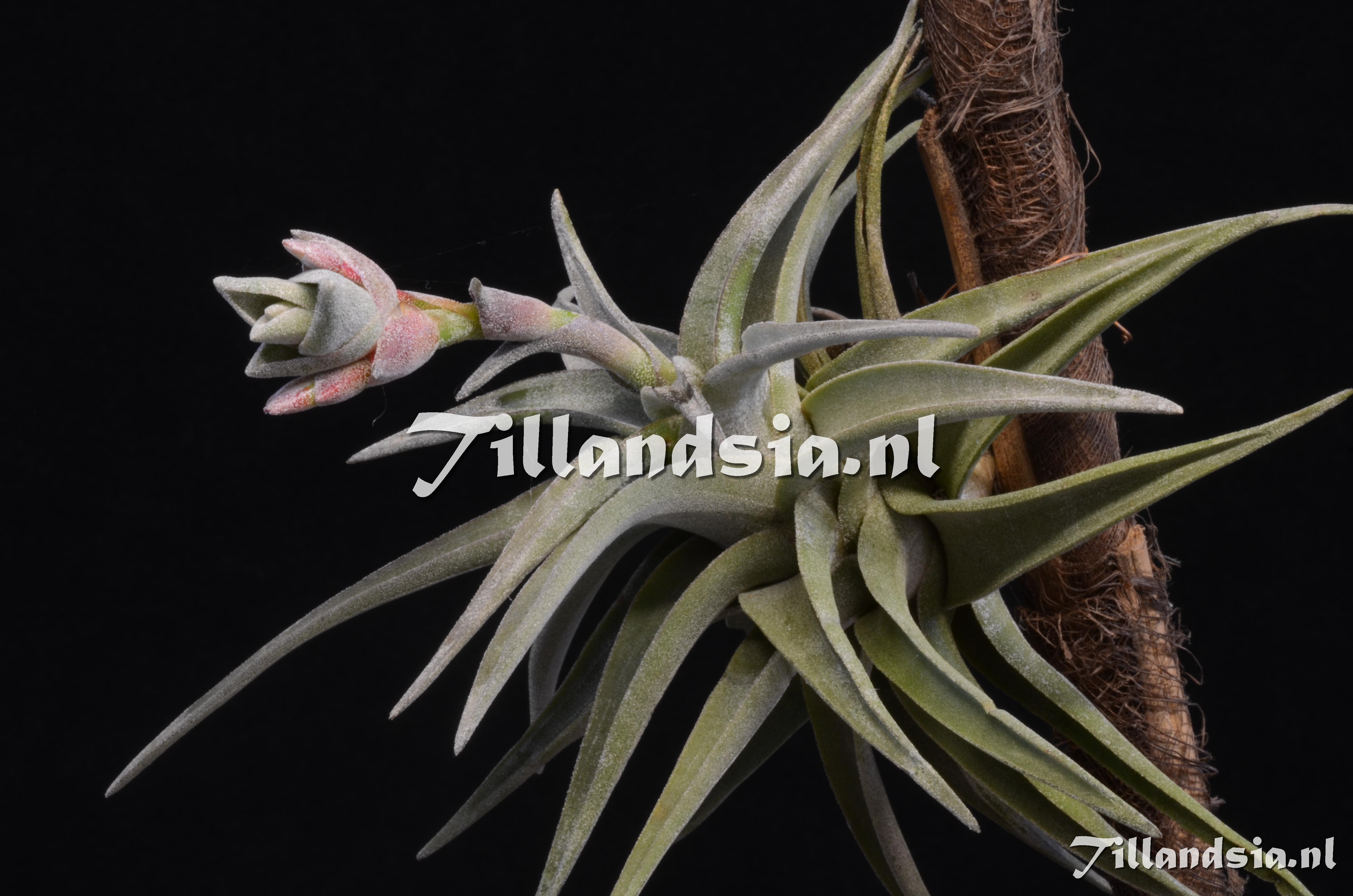 665 Tillandsia latifolia