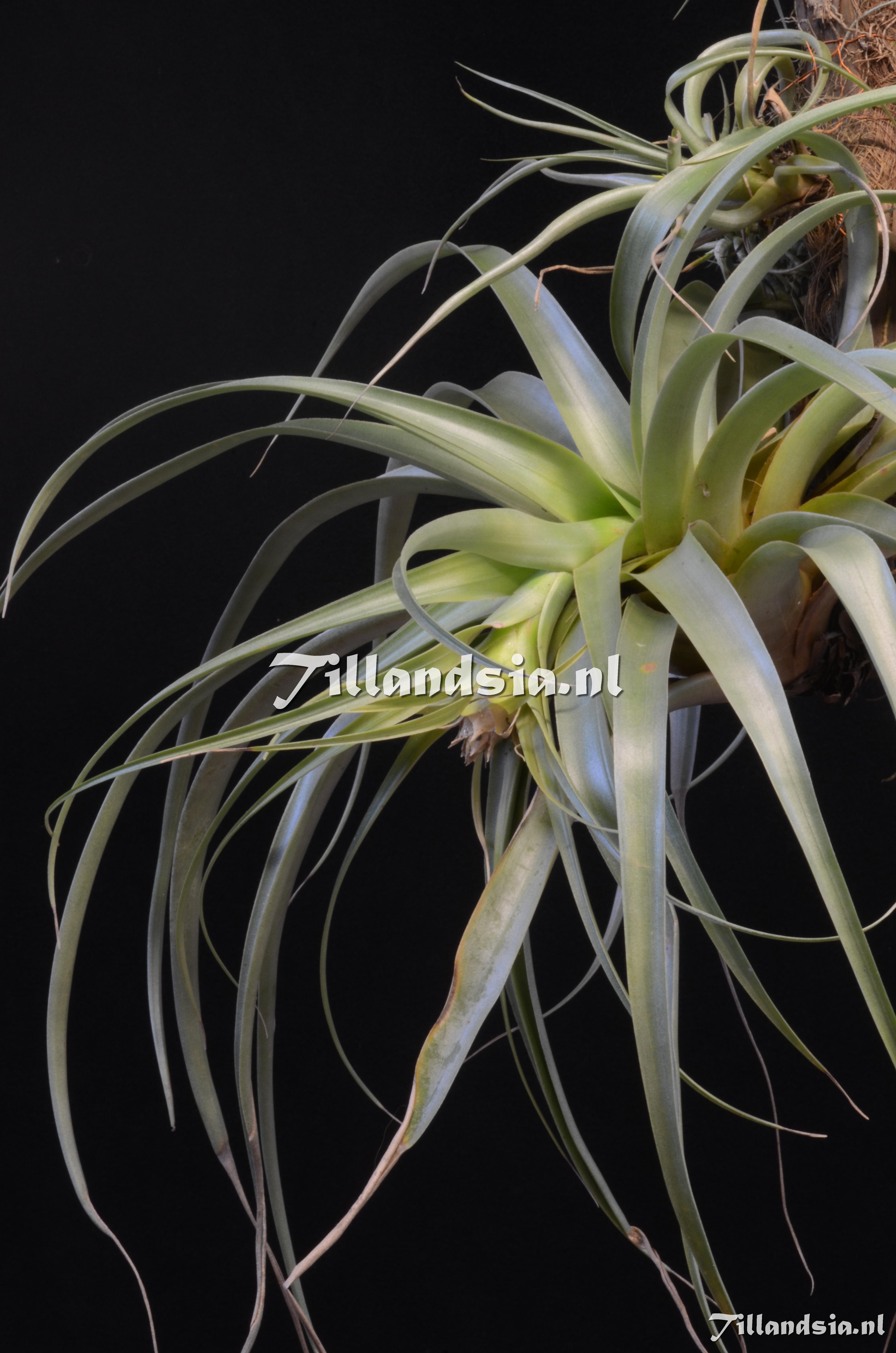 668 Tillandsia sphaerocephala