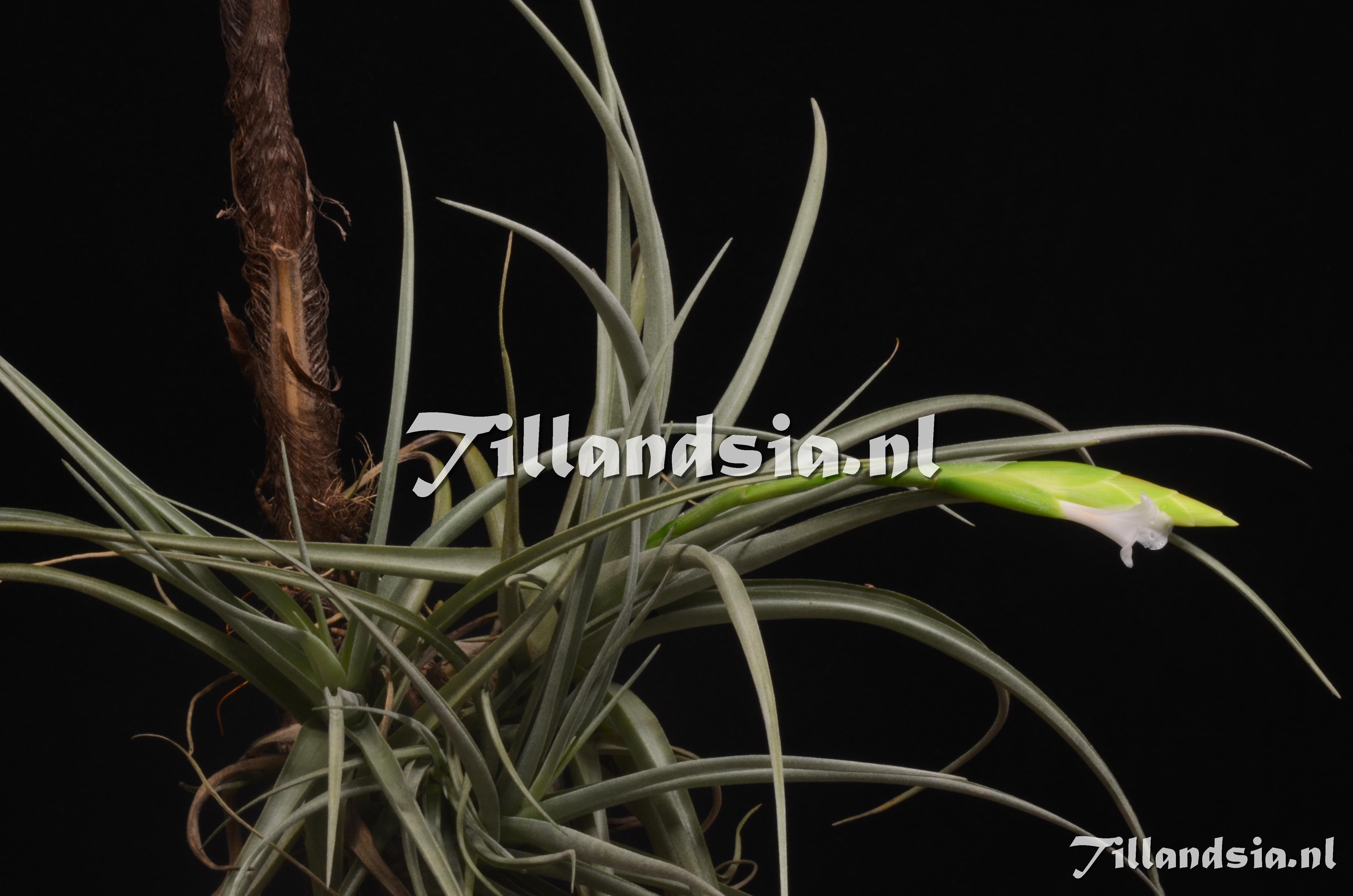 671 Tillandsia bermejoensis