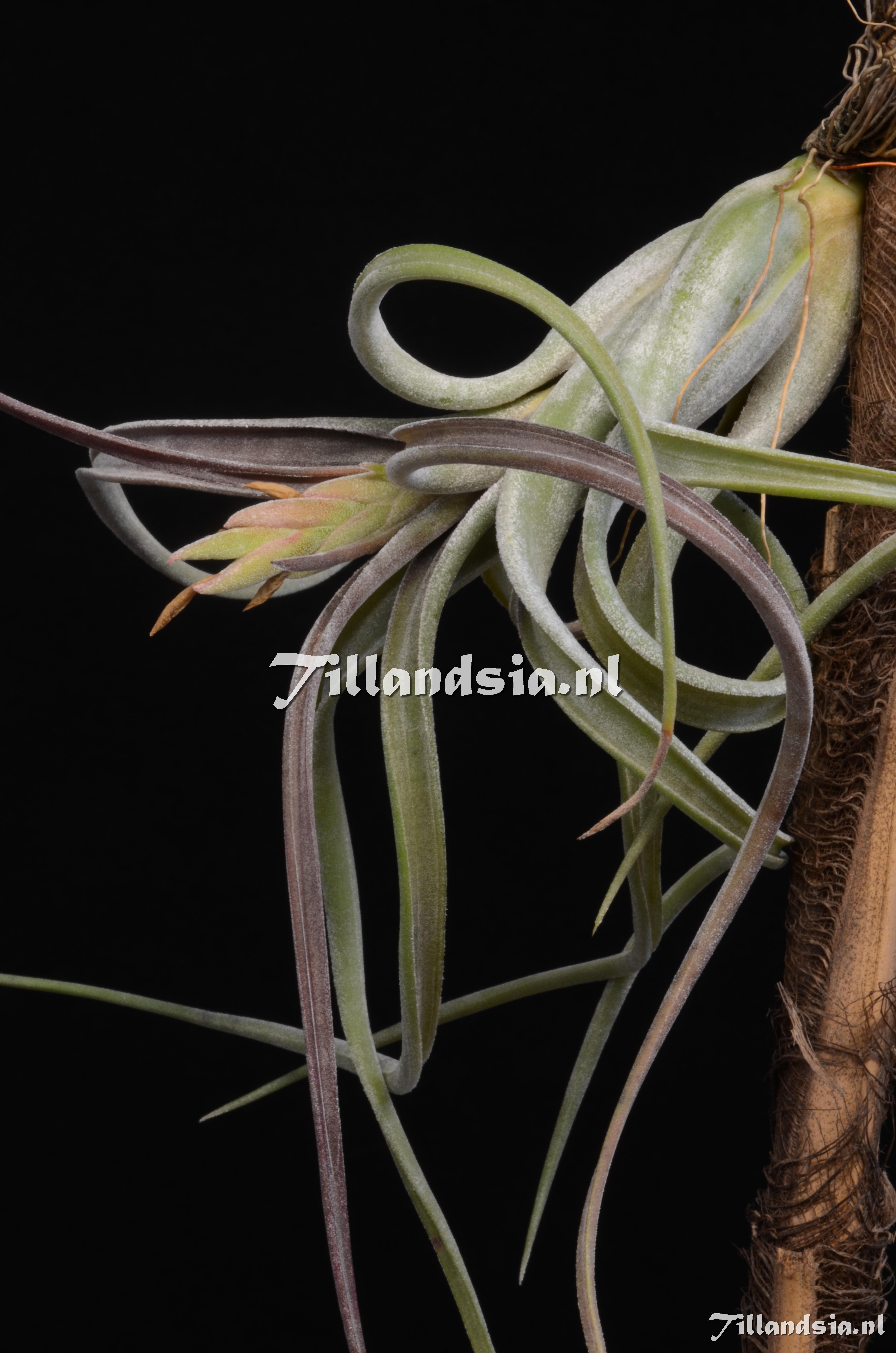 695 Tillandsia paucifolia
