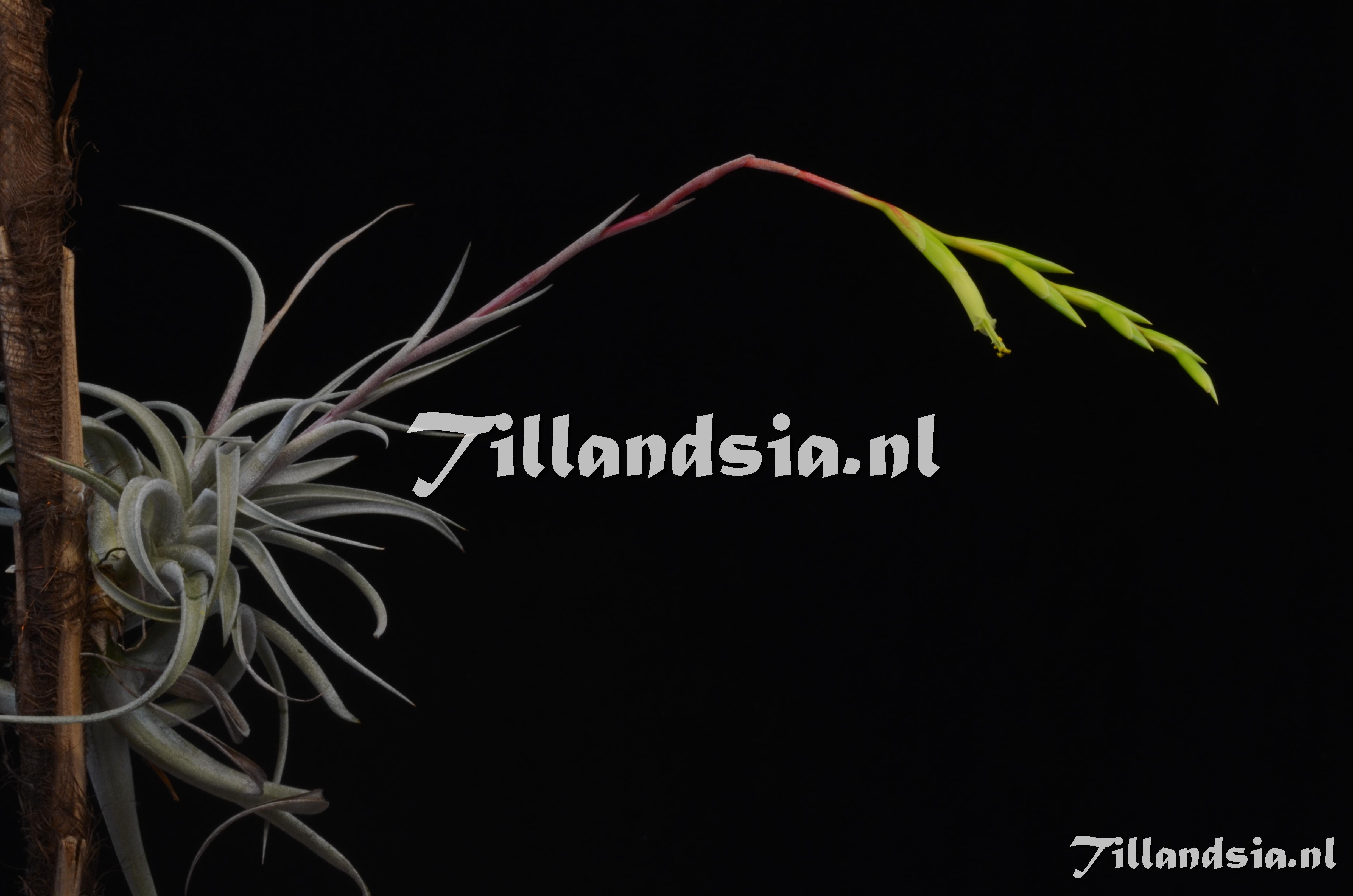 775 Tillandsia fresnilloensis
