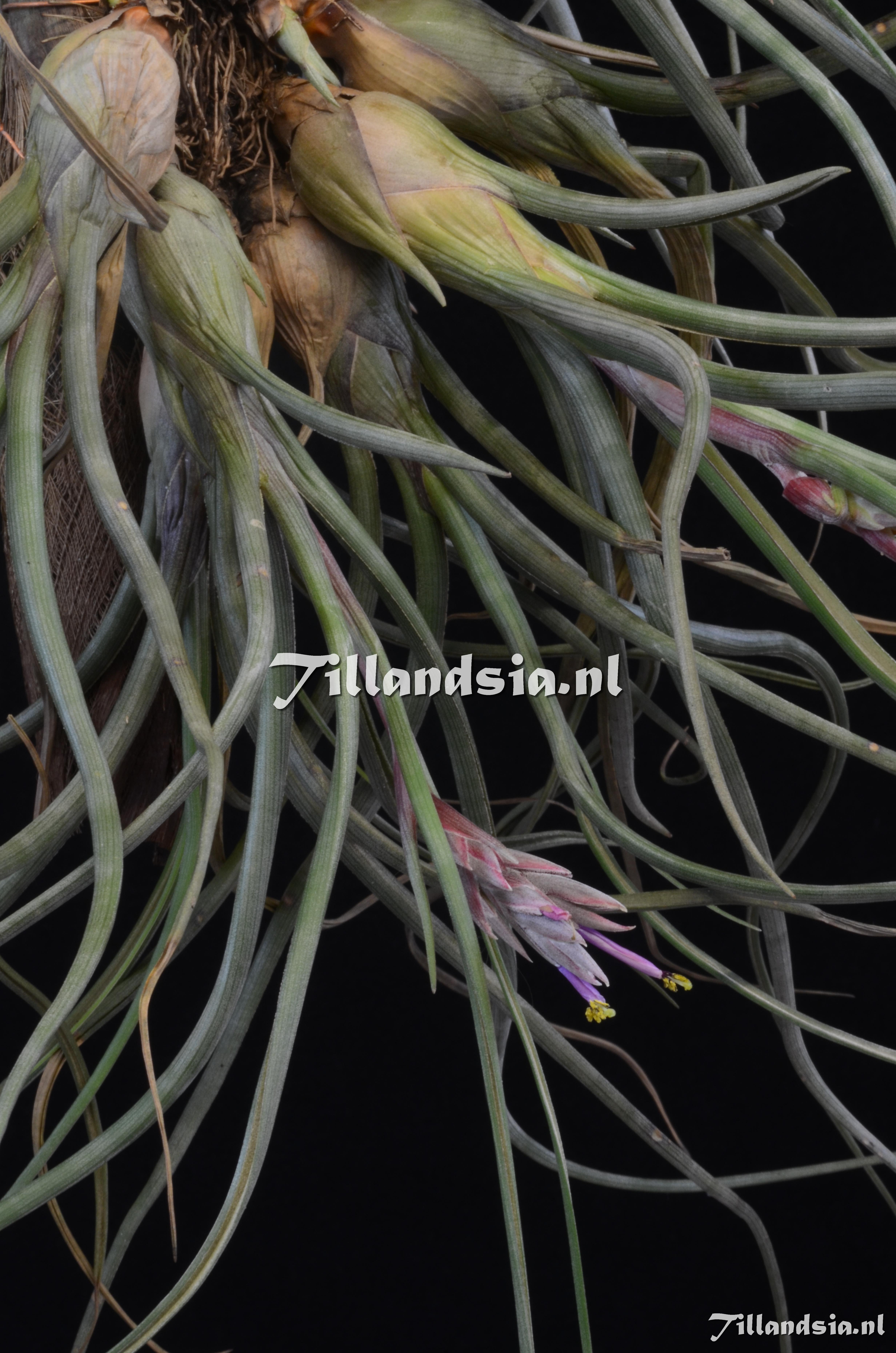 802 Tillandsia pseudobaileyi