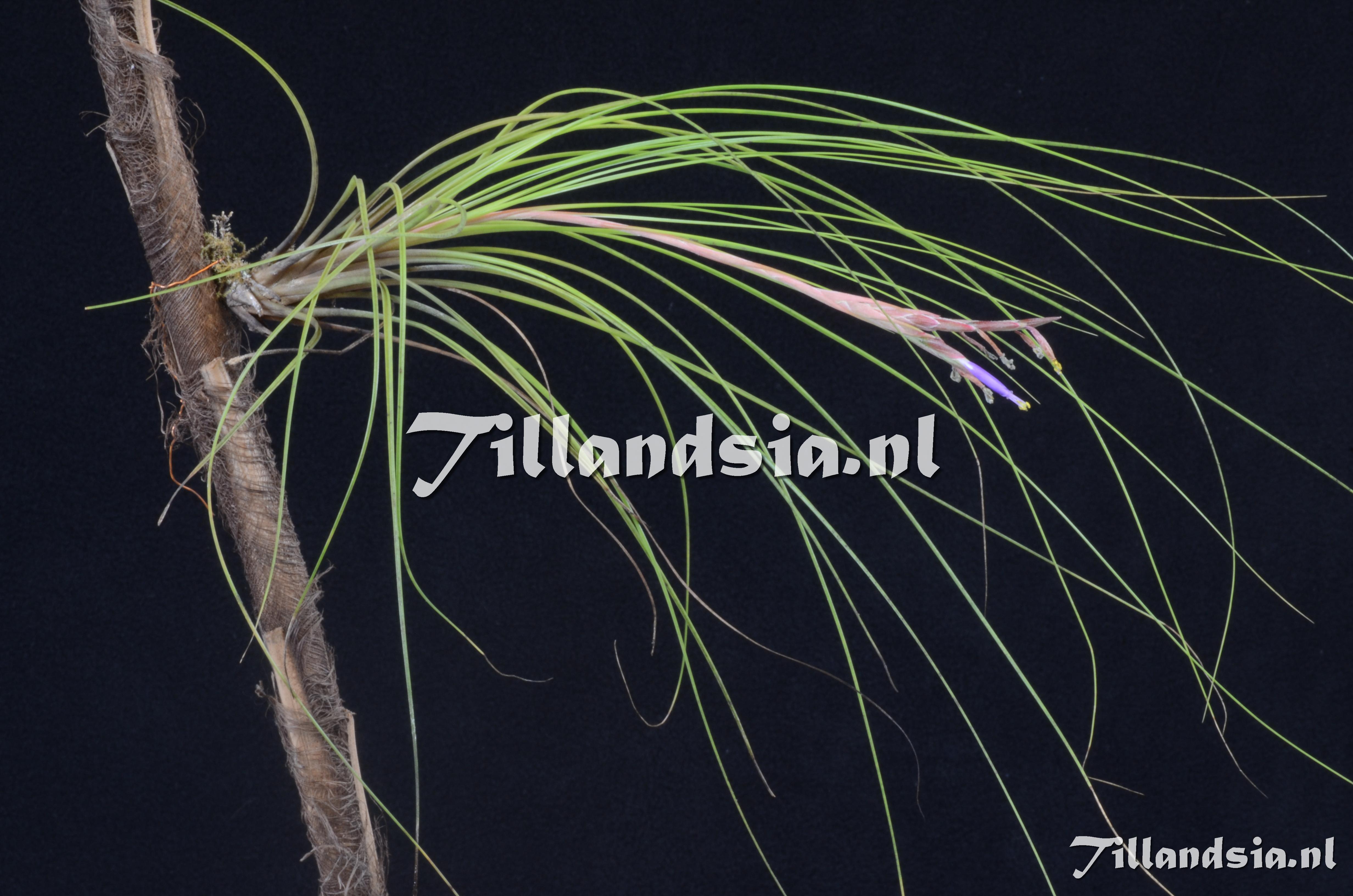 824 Tillandsia setacea