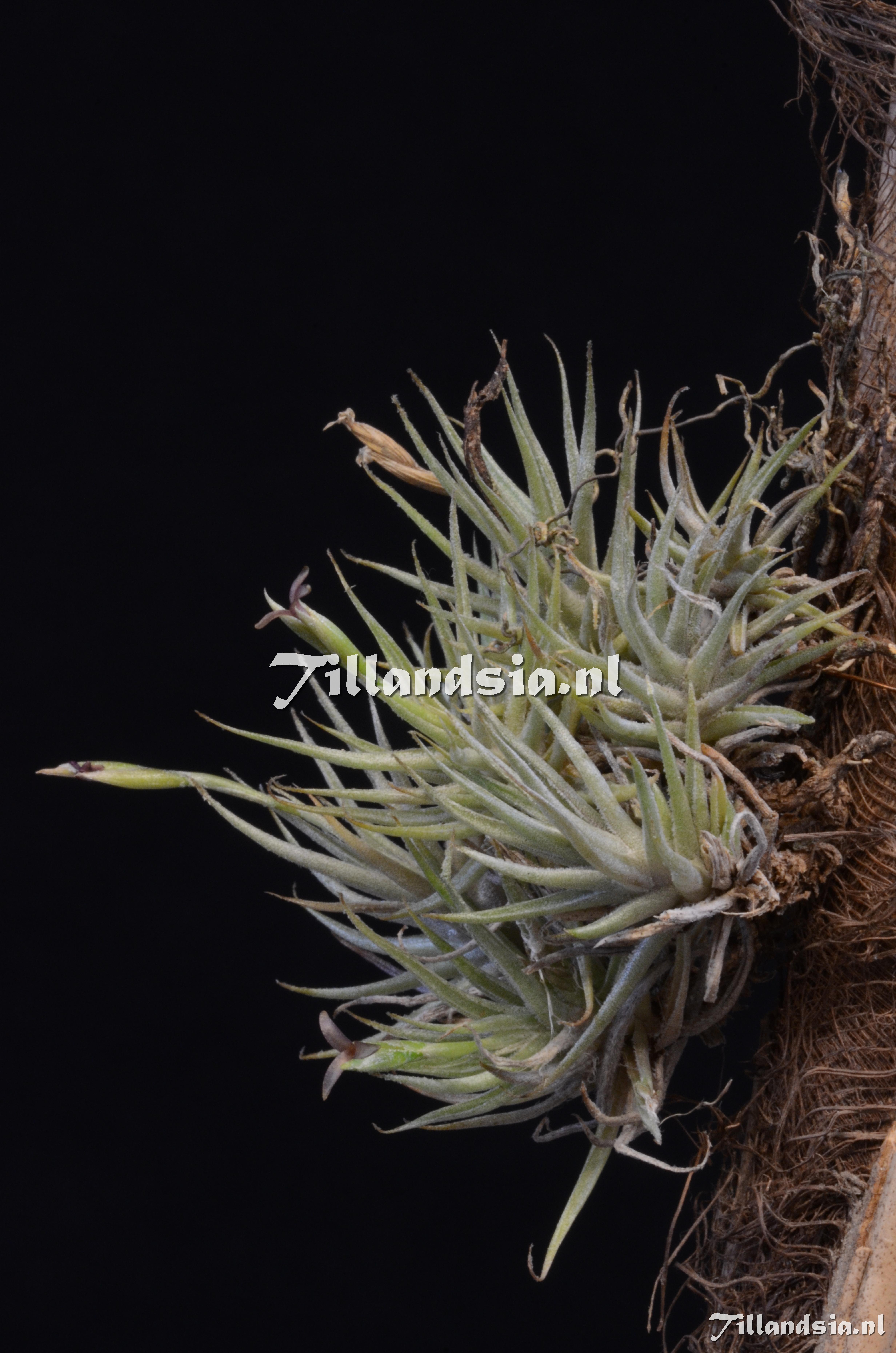 865 Tillandsia spiralipetala