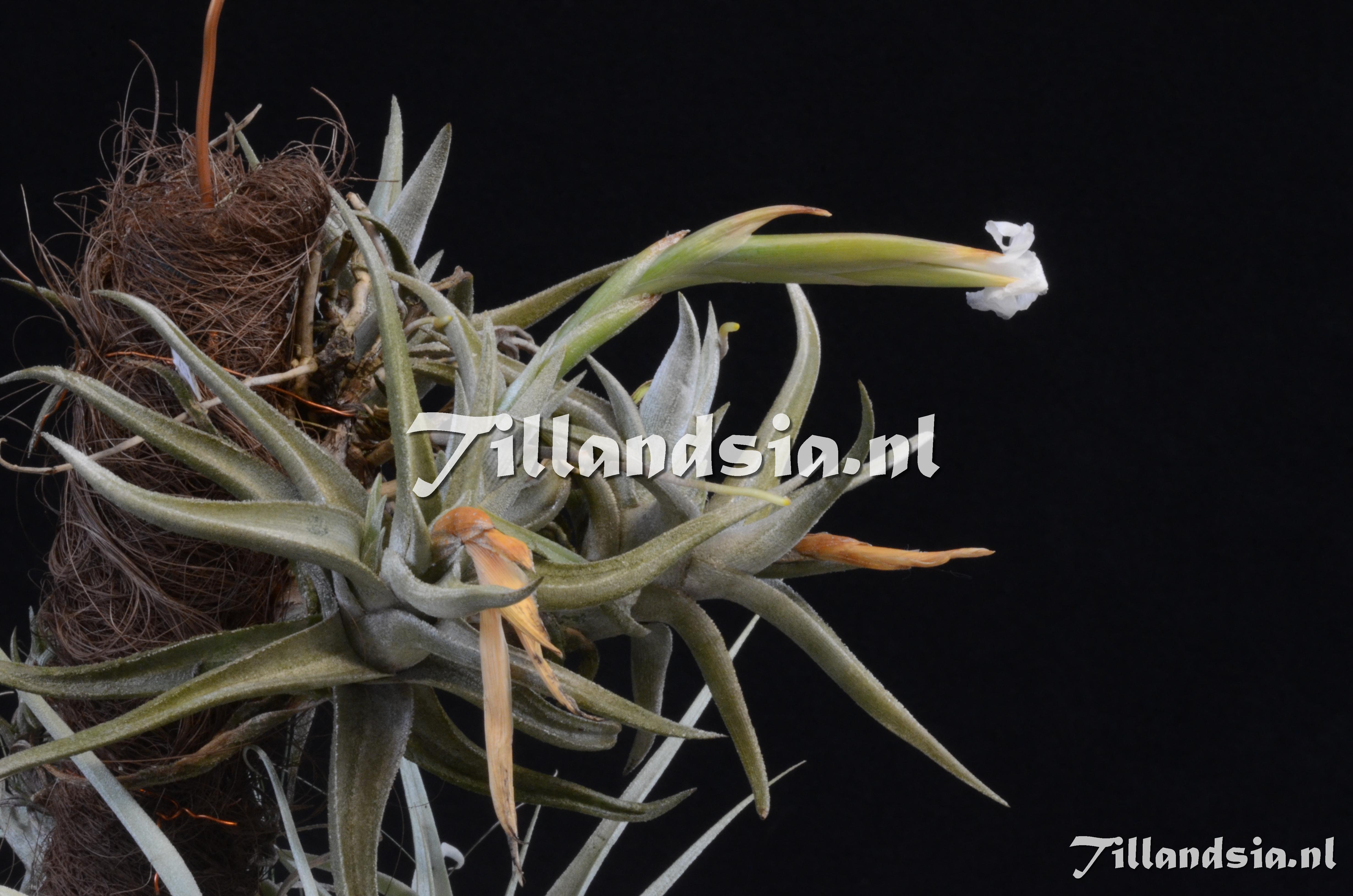 896 Tillandsia xiphioides