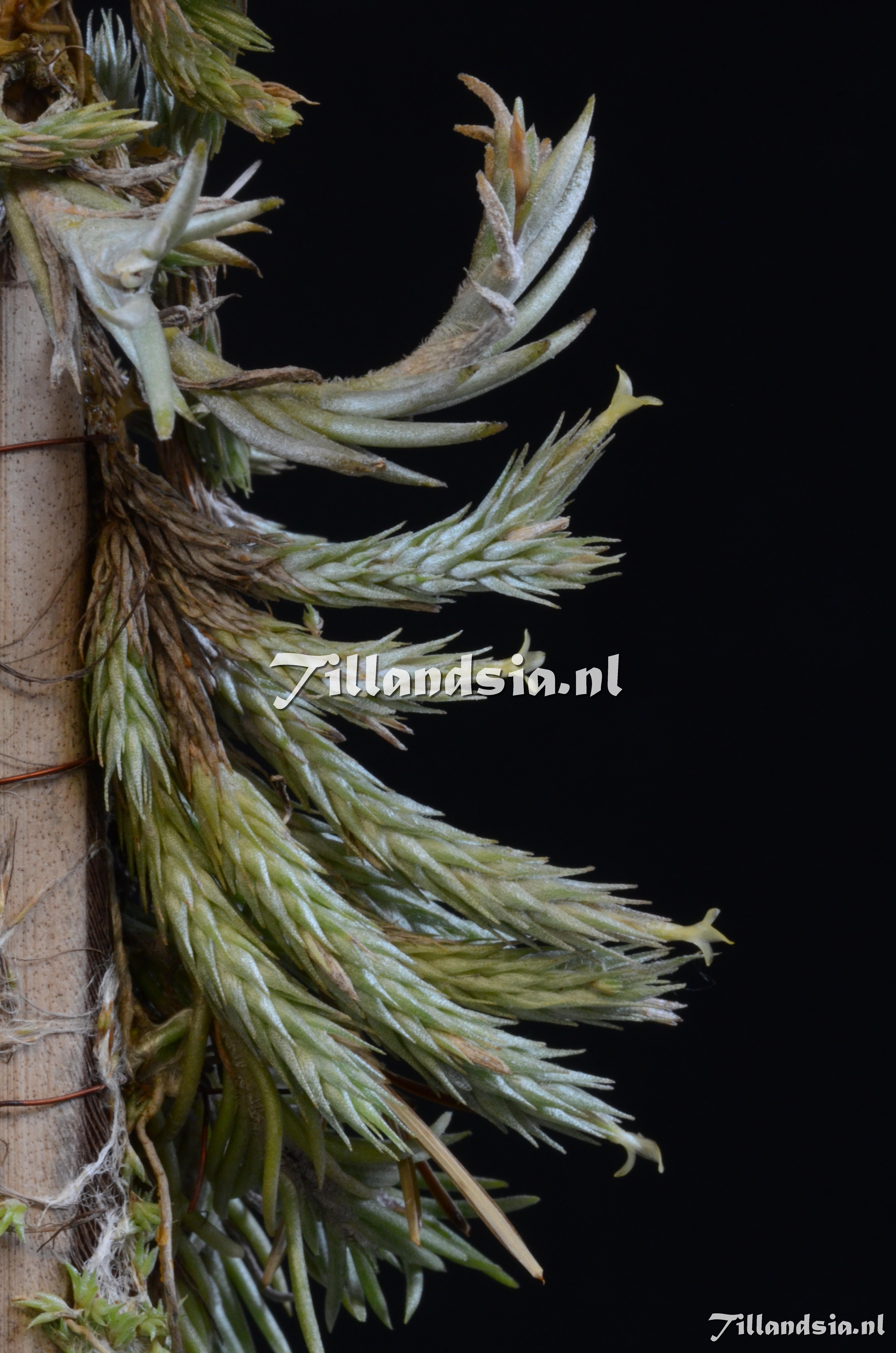 914 Tillandsia pedicellata
