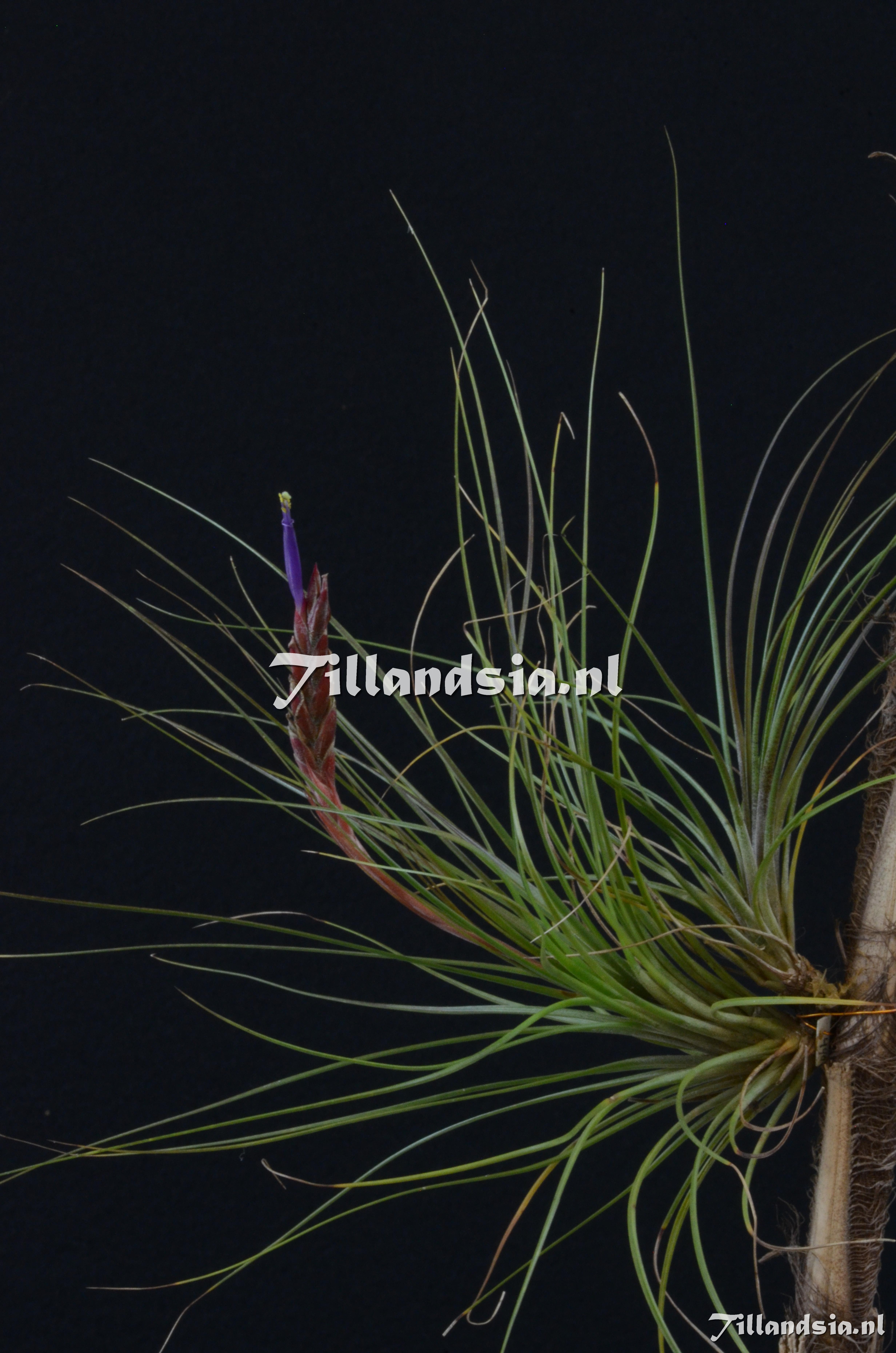 939 Tillandsia setacea